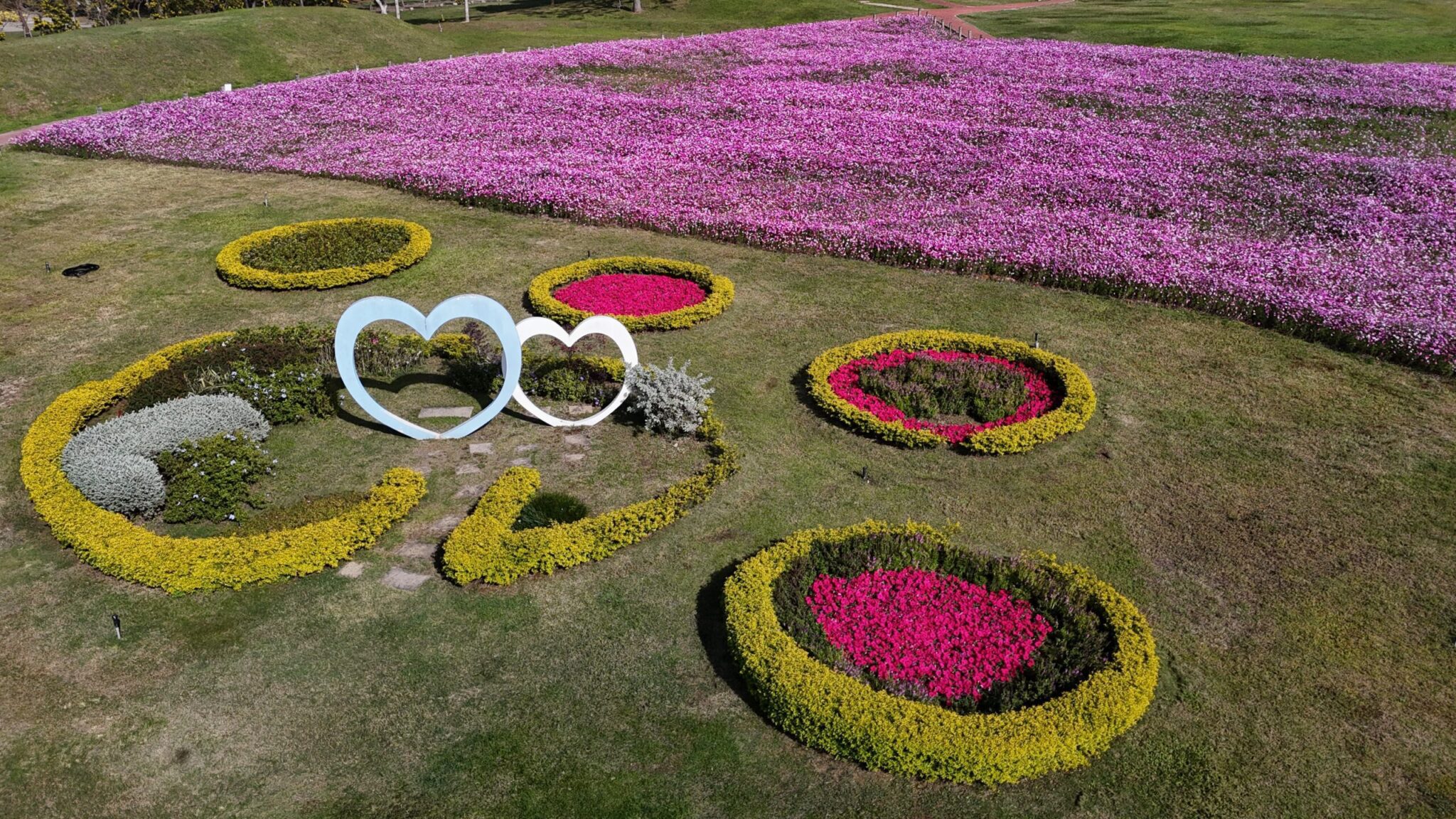 浪漫花海盛開后里環保公園　中市建設局邀請大家賞花迎新年