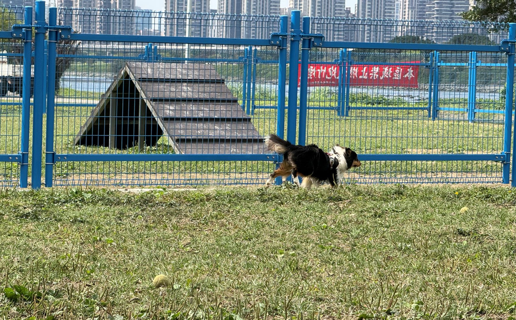 永和綠寶石寵物公園　 更新安全圍籬　讓毛孩盡情奔跑