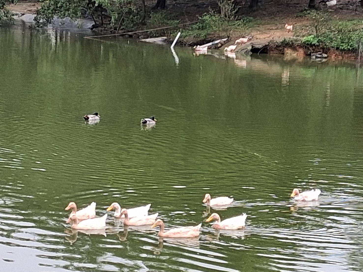 桃園綠色秘境八德埤塘生態公園　鴨群漫游夜鷺候鳥棲息親子遊首選