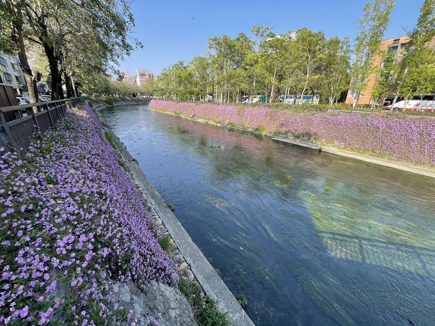 紫色浪漫滿綠川！ 　中市水利局邀您共賞春日花海秘境