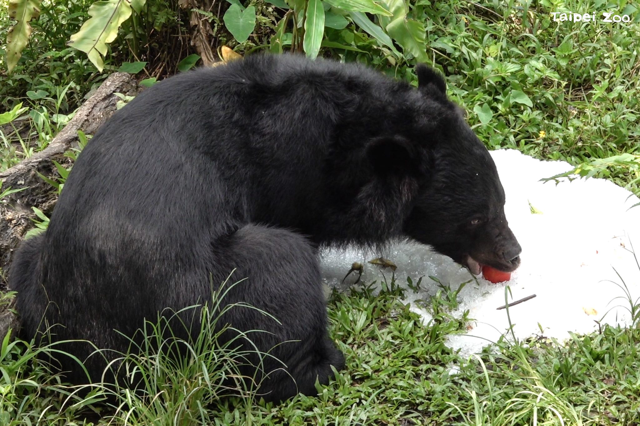 動物消暑奇招!北市動物園「蔬果剉冰」抗高溫 動物消暑奇招!北市動物園「蔬果剉冰」抗高溫