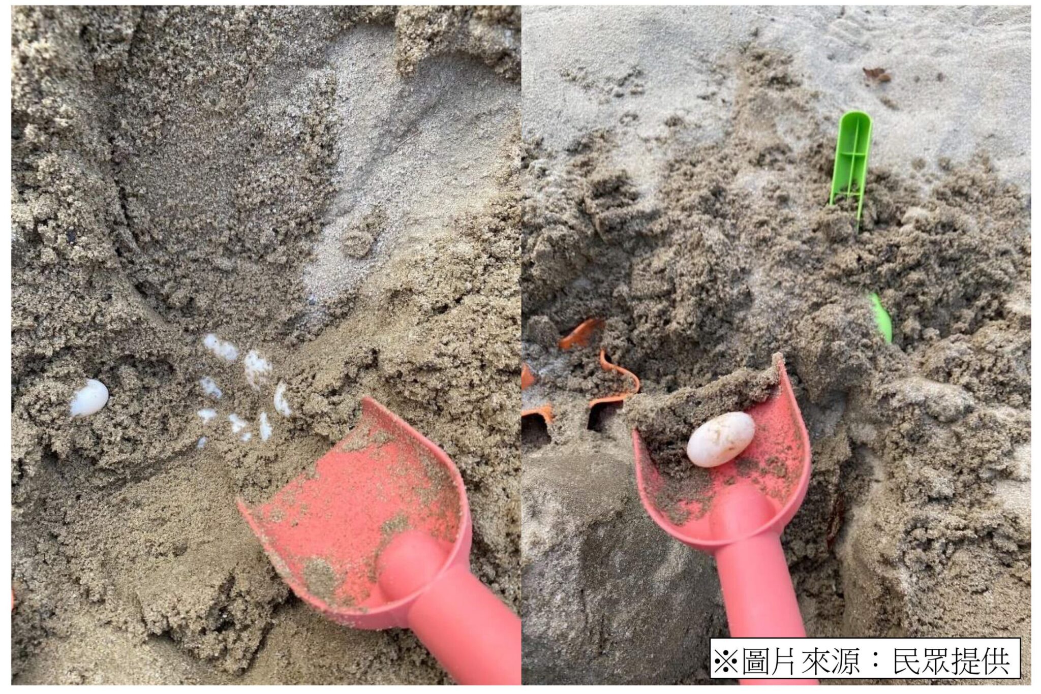 台中豐樂公園驚見斑龜產卵！　建設局擬設「烏龜友善產房」營造友善棲地