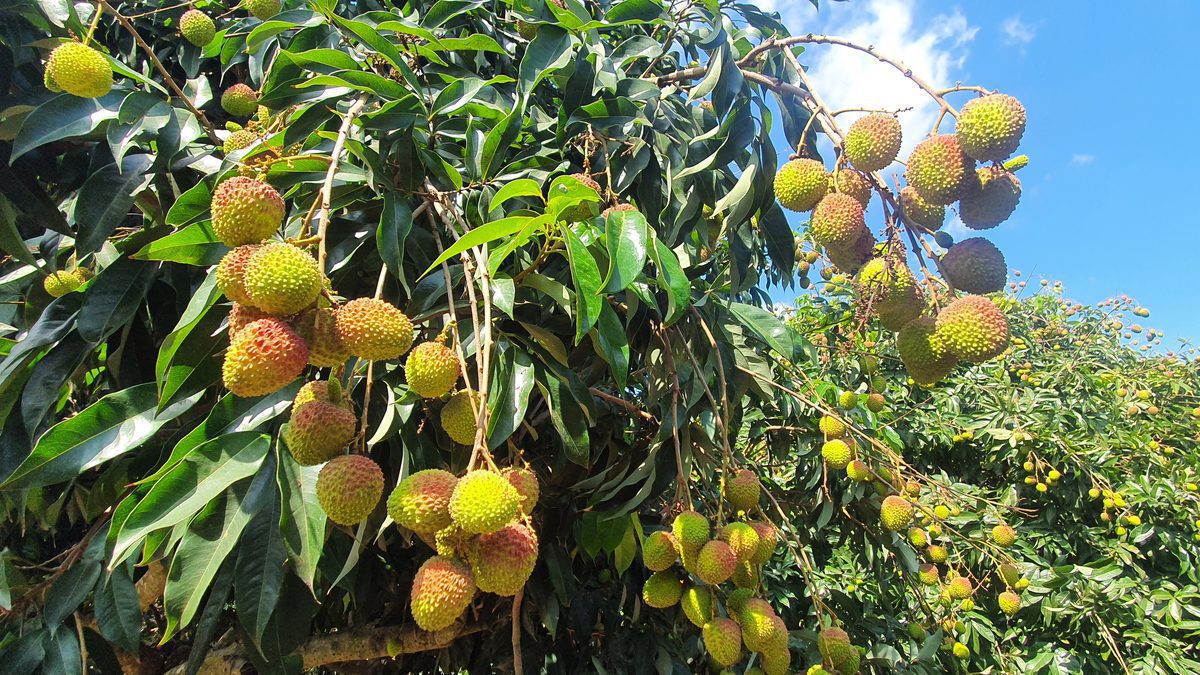 夏日最甜美的期待　「高雄首選電商平台」玉荷包禮盒甜蜜開賣！
