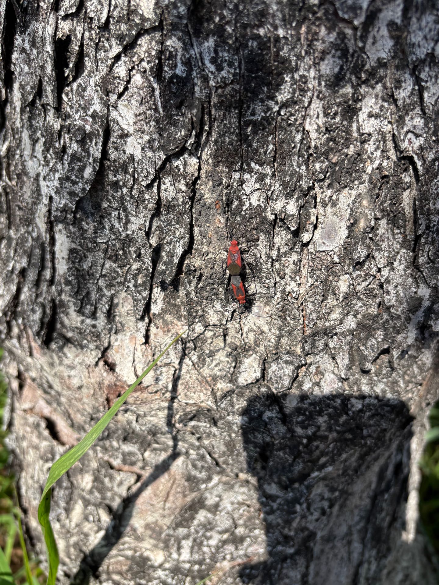 荔枝椿象出沒？ 　中市農業局澄清：為「紅姬緣椿象」無害勿驚慌