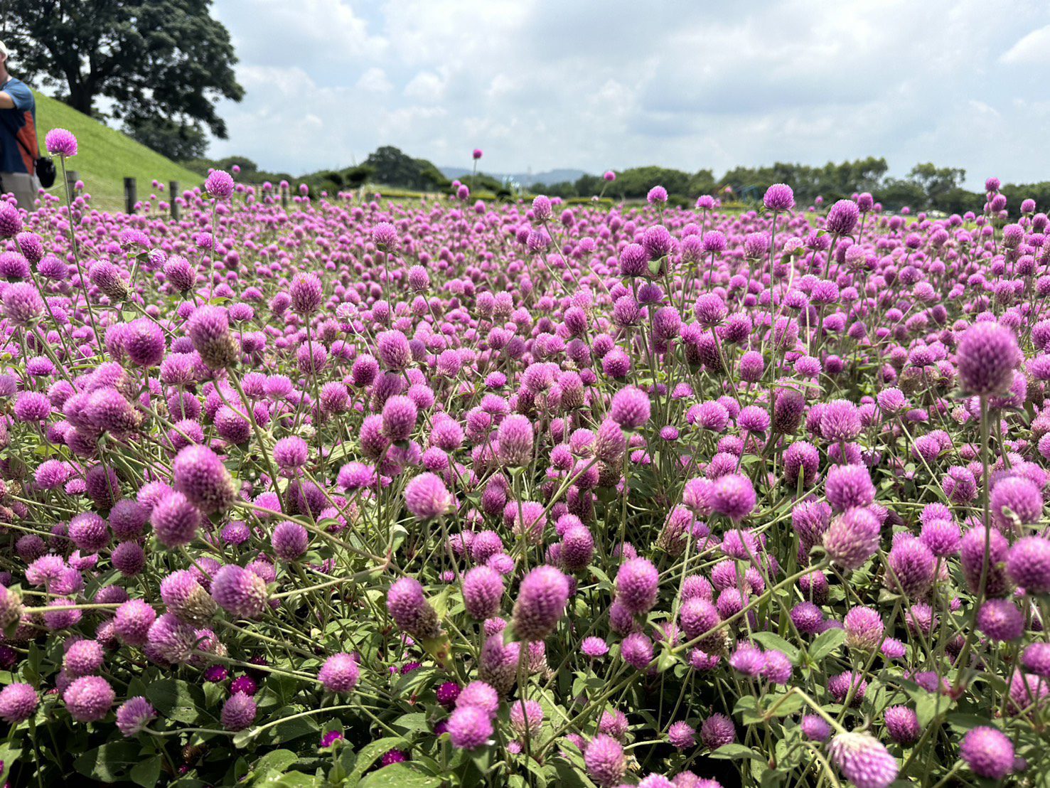1000株千日紅夢幻登場！　 后里環保公園化身粉紫童話花園