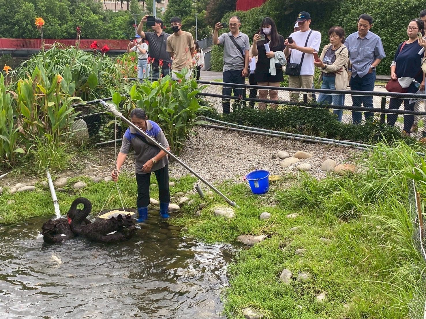 揭密黑天鵝長居秋紅谷原因！　中市邀您中秋節「賞鵝踏青」