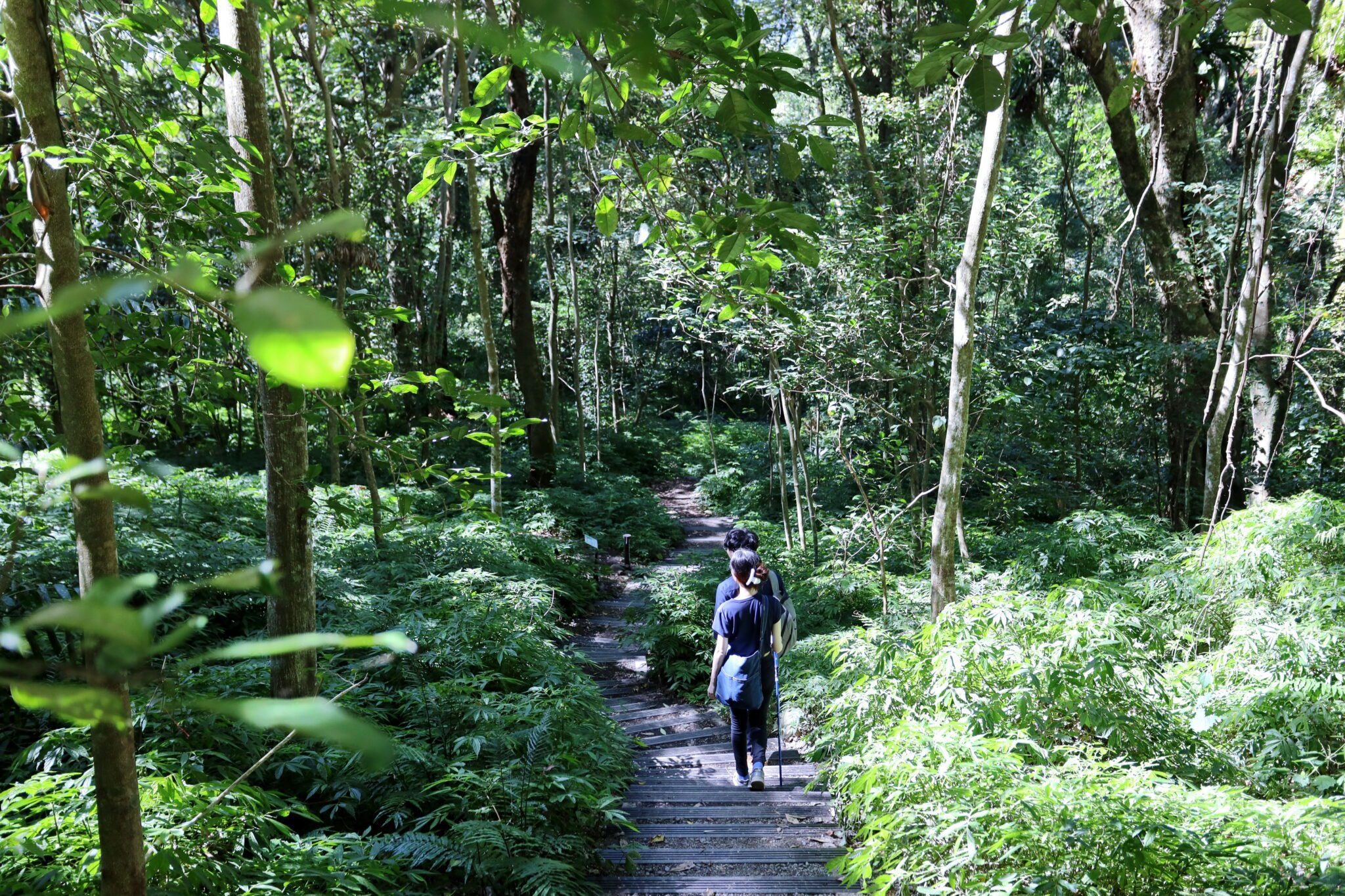 雪山坑登山步道完工啟用　打造原民文化與自然生態共融新亮點