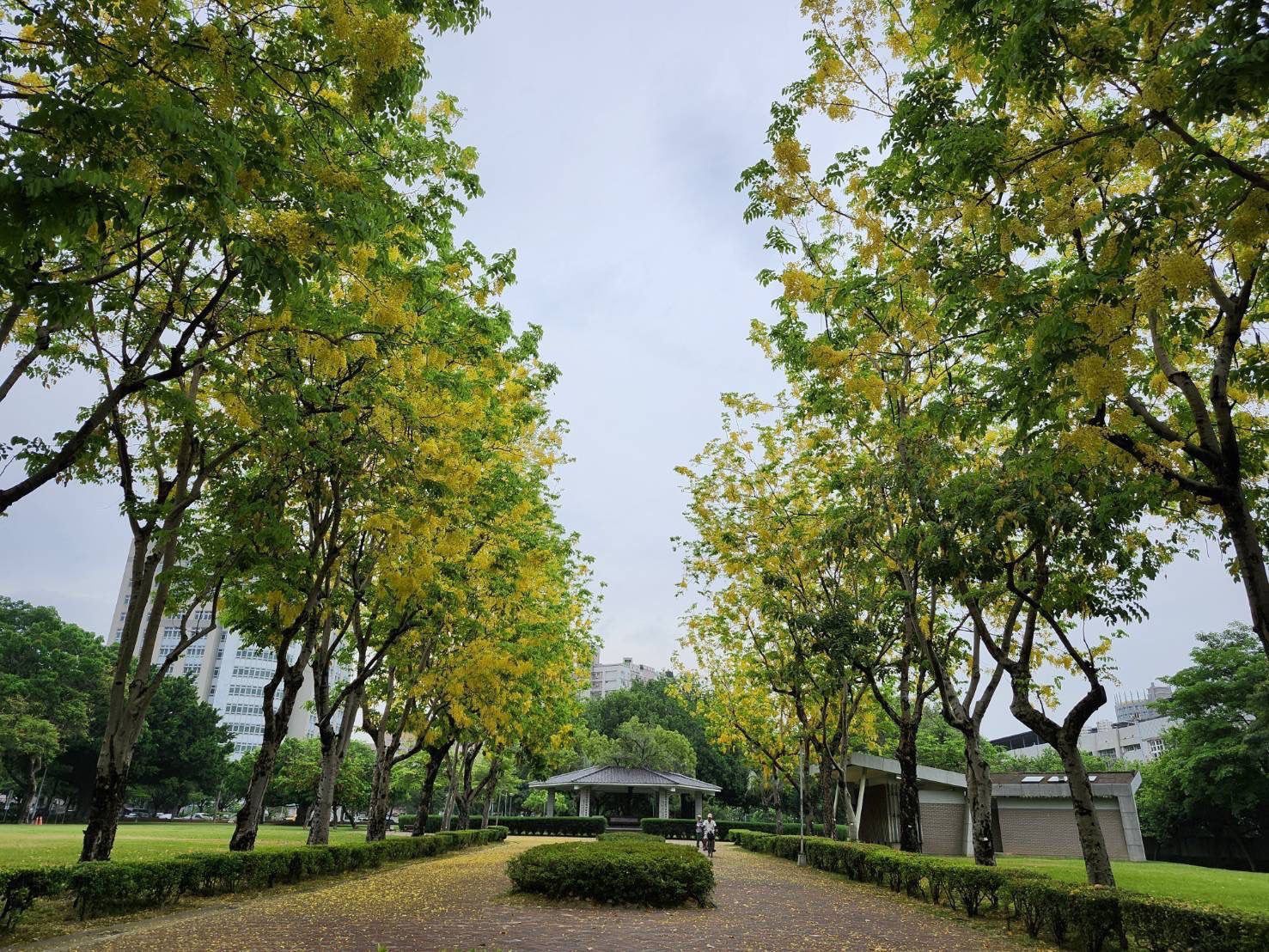中市街頭夏日花季綻放！  阿勃勒與大花紫薇共譜浪漫詩篇