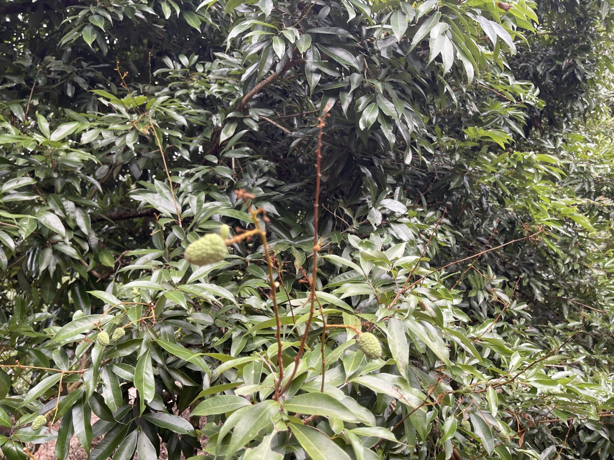 中市荔枝災損 　5/28-6/11前可申請現金救助
