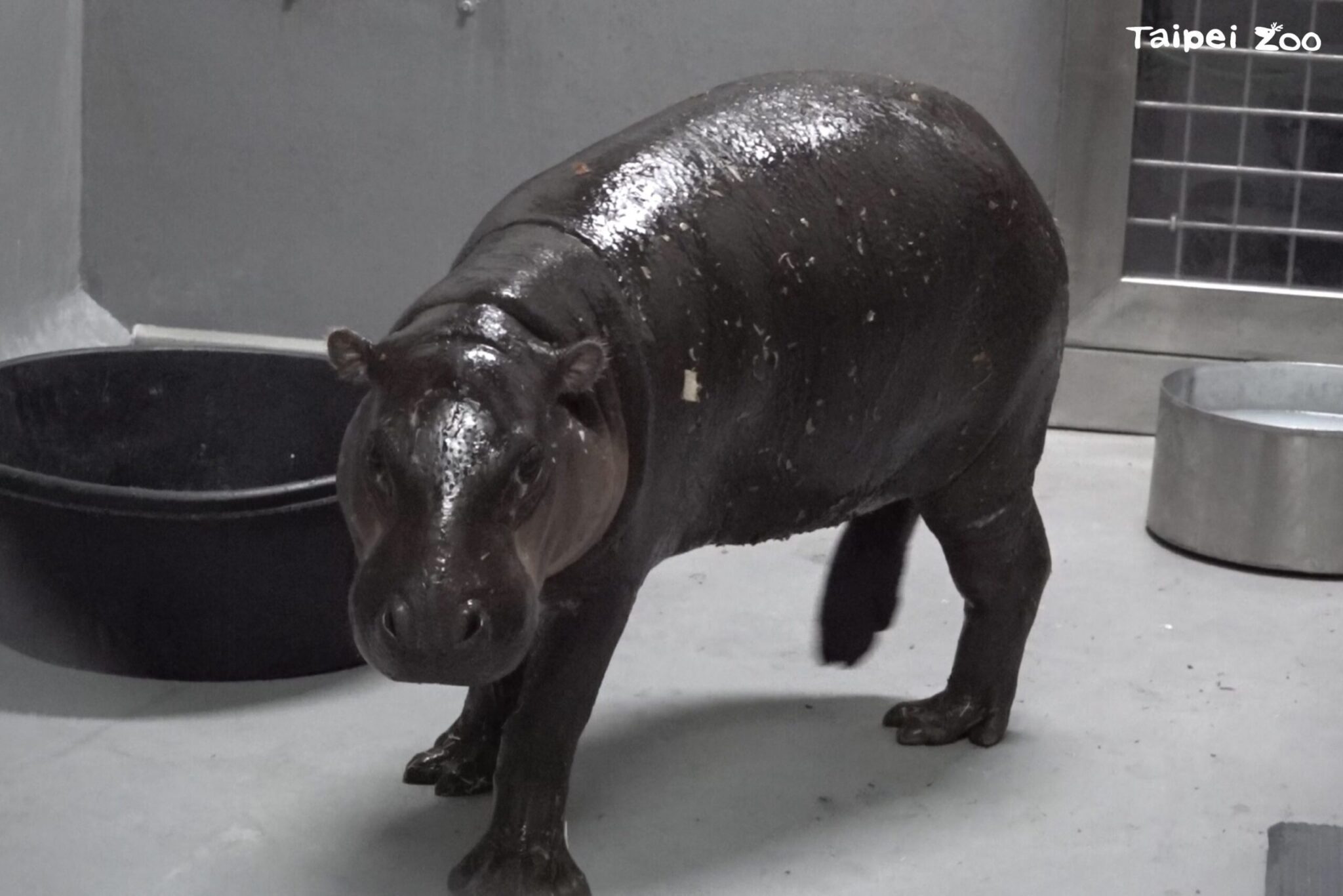北市動物園新嬌客　侏儒河馬Thabo抵臺