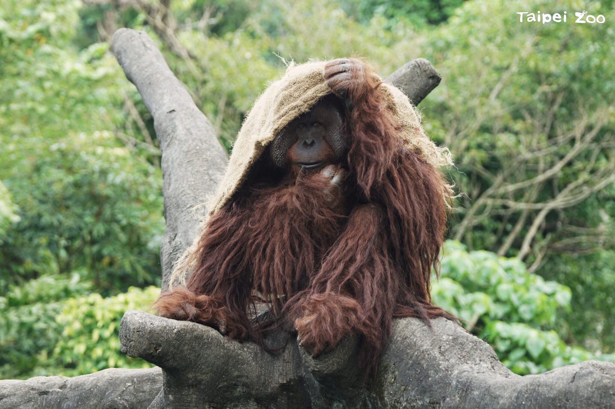 首波冷氣團來襲　臺北動物園備妥禦寒措施