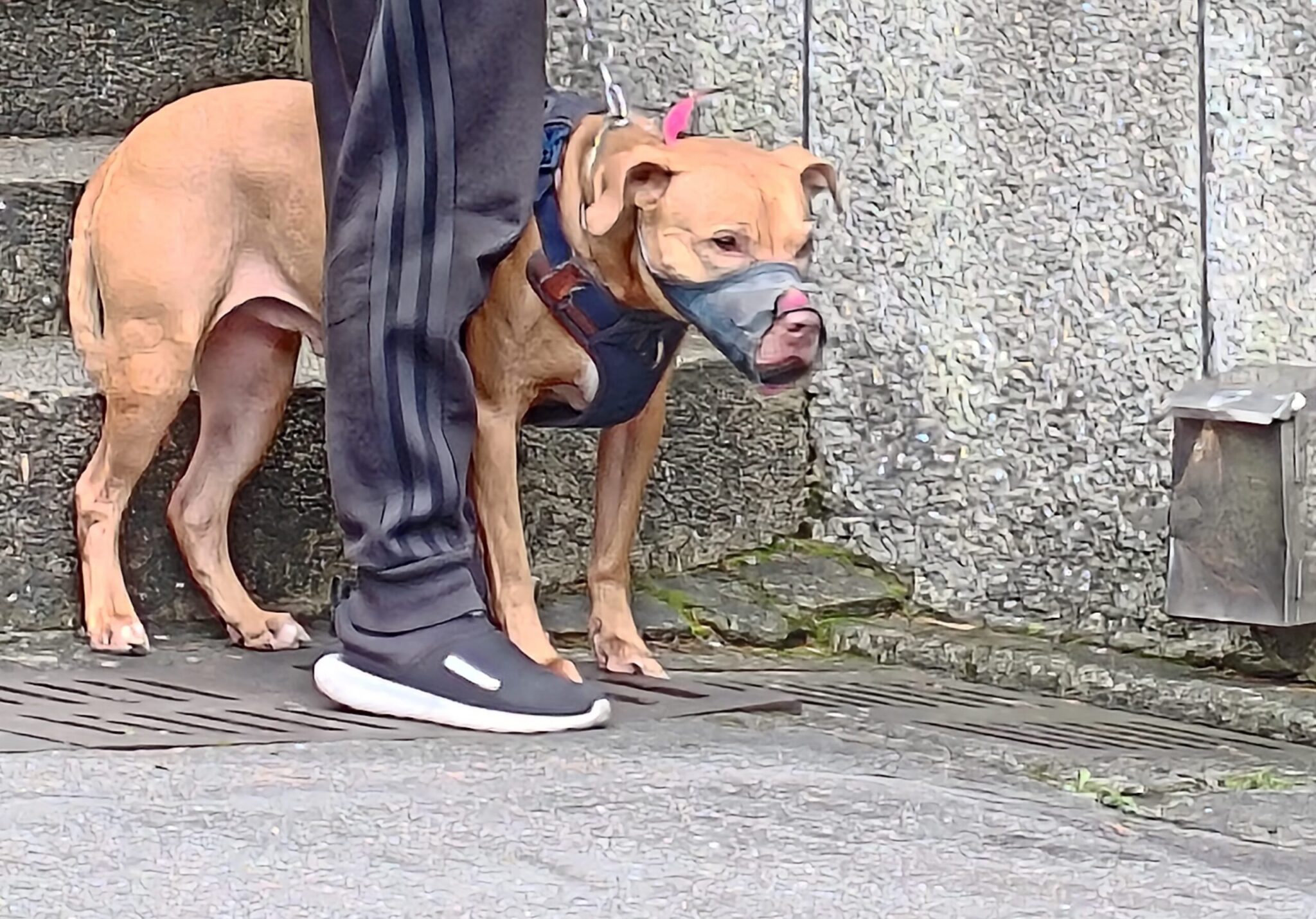 跳窗咬人比特犬被北市動保處沒入 將評估後安置認養 跳窗咬人比特犬被北市動保處沒入 將評估後安置認養