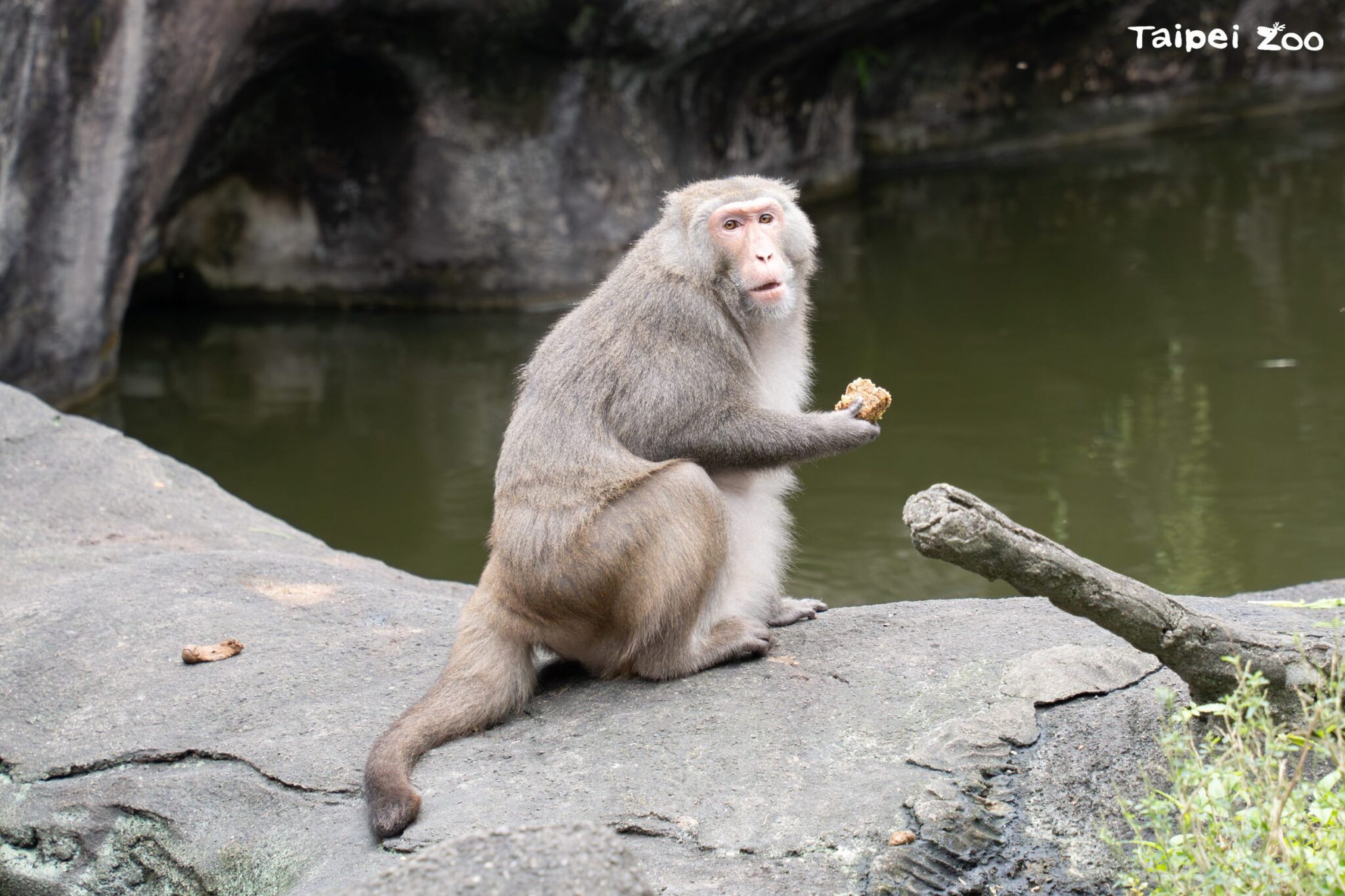 臺北動物園年味濃！　專屬春節菜單讓動物們過好年