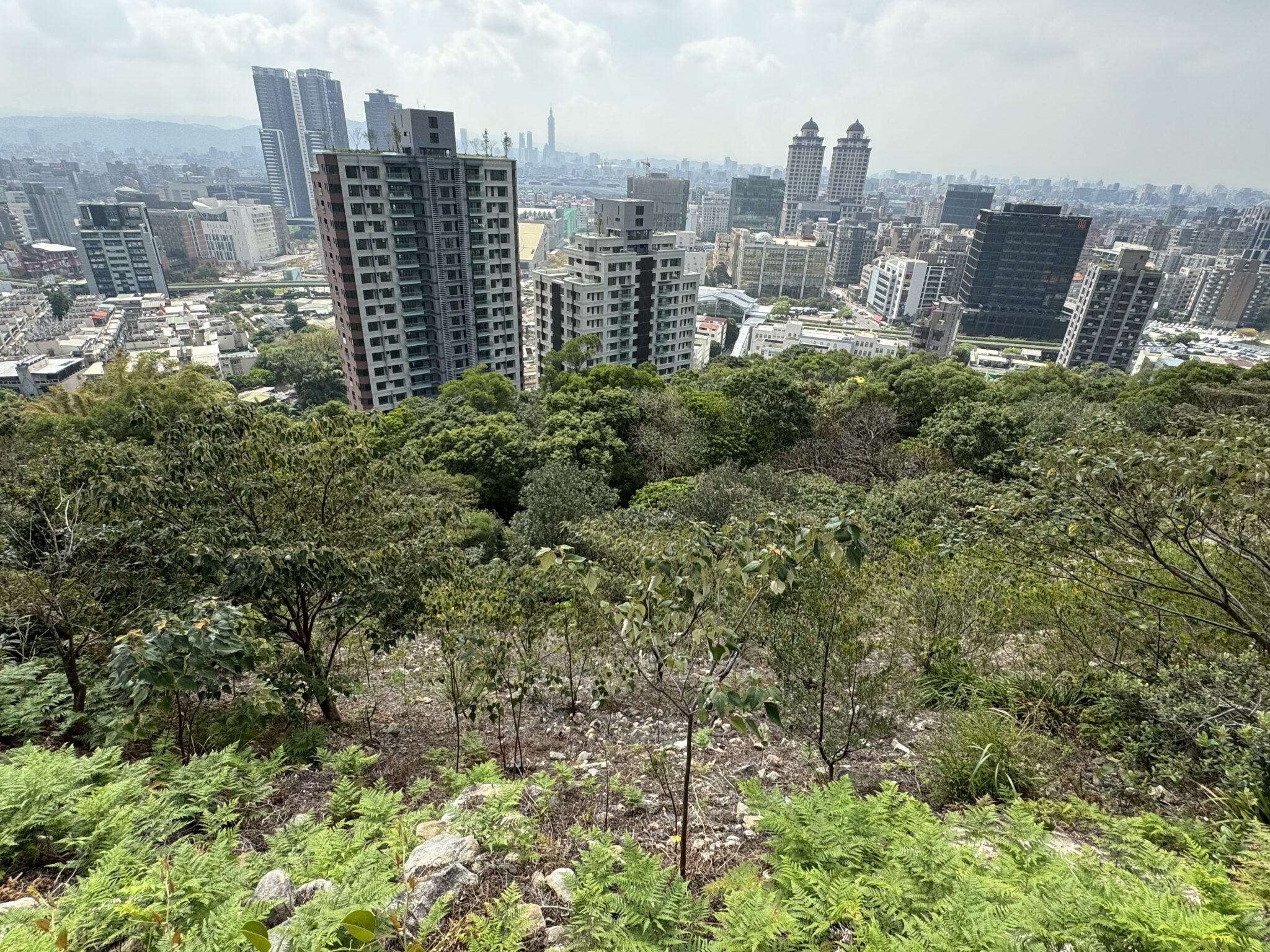 一起種下未來　大地處號召企業打造城市綠色碳倉
