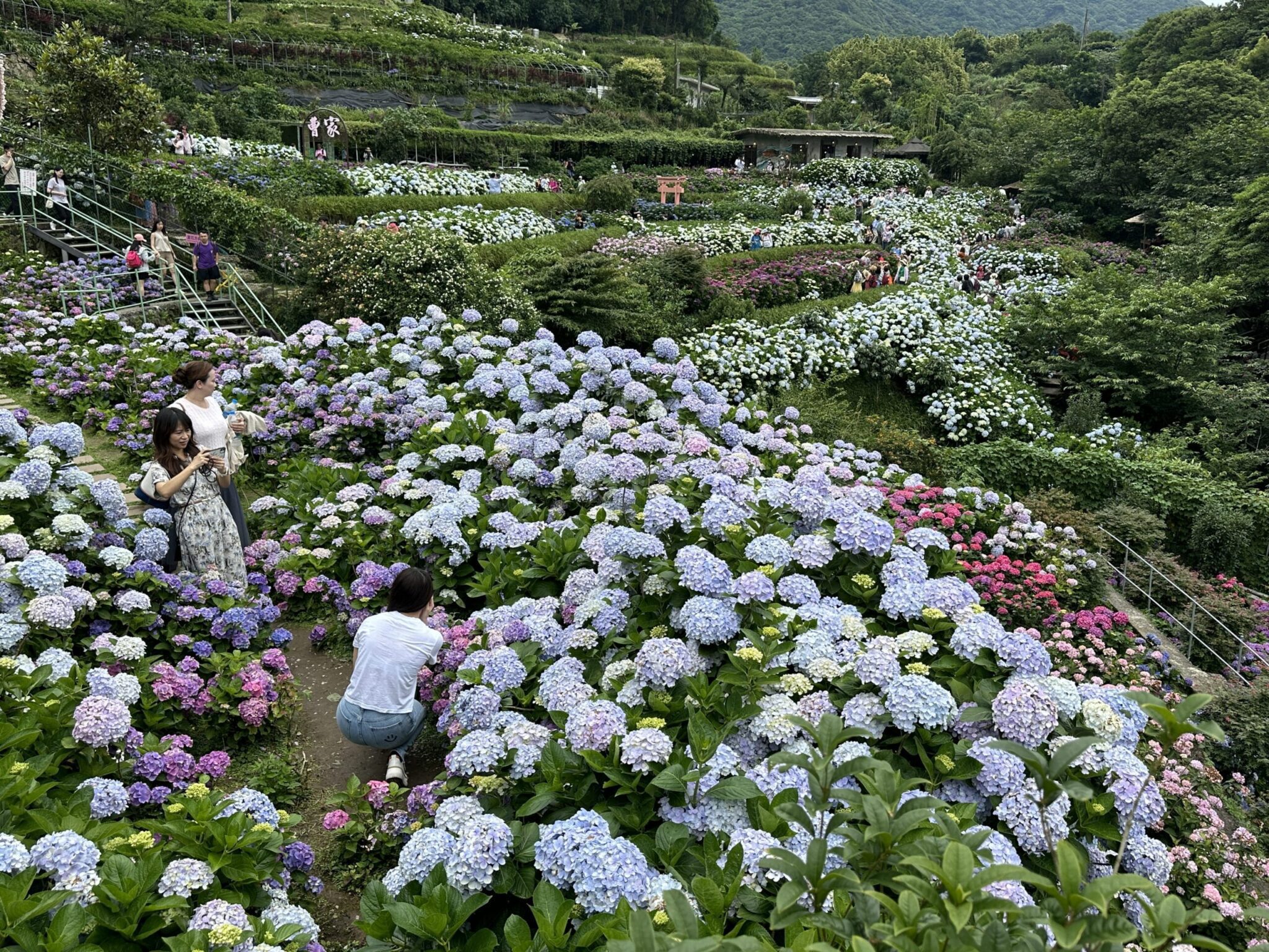 初夏最美花海　竹子湖繡球花季5/23浪漫登場