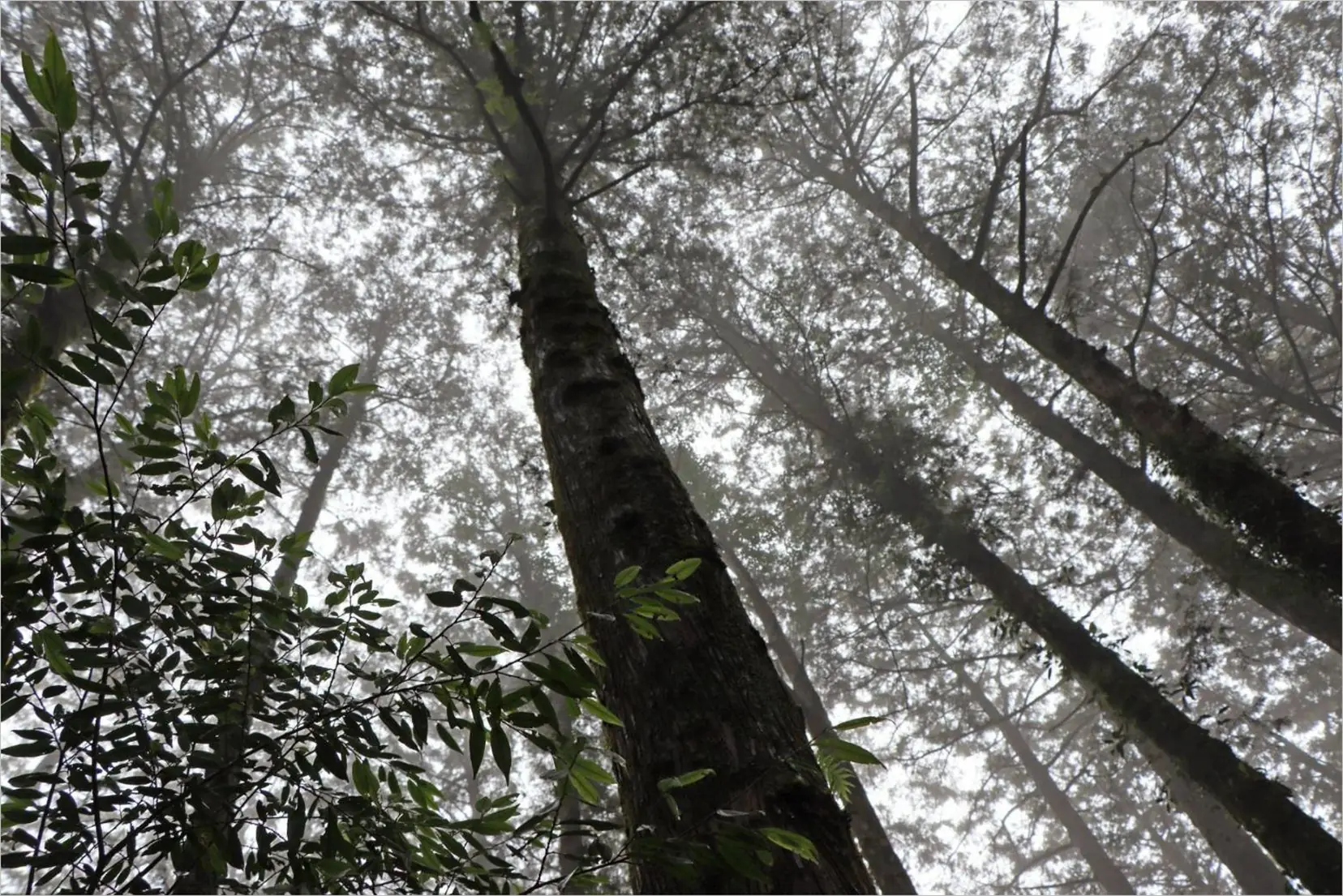 雲端秘境!阿里山賓館限量8間獨享五奇美景 雲端秘境!阿里山賓館限量8間獨享五奇美景
