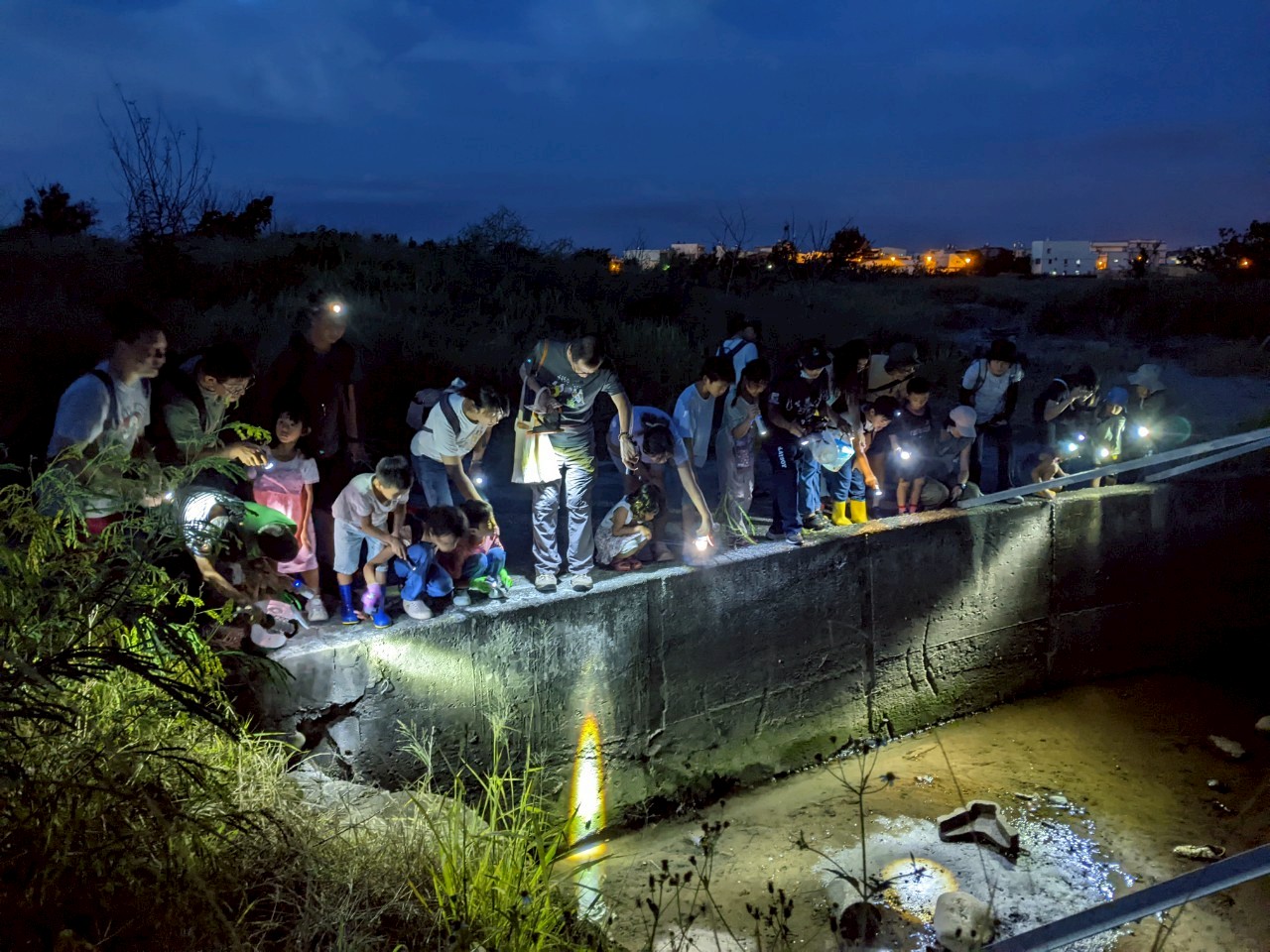探索高美濕地生物多樣性　中市農業局推出日間導覽及夜間陸蟹保育體驗