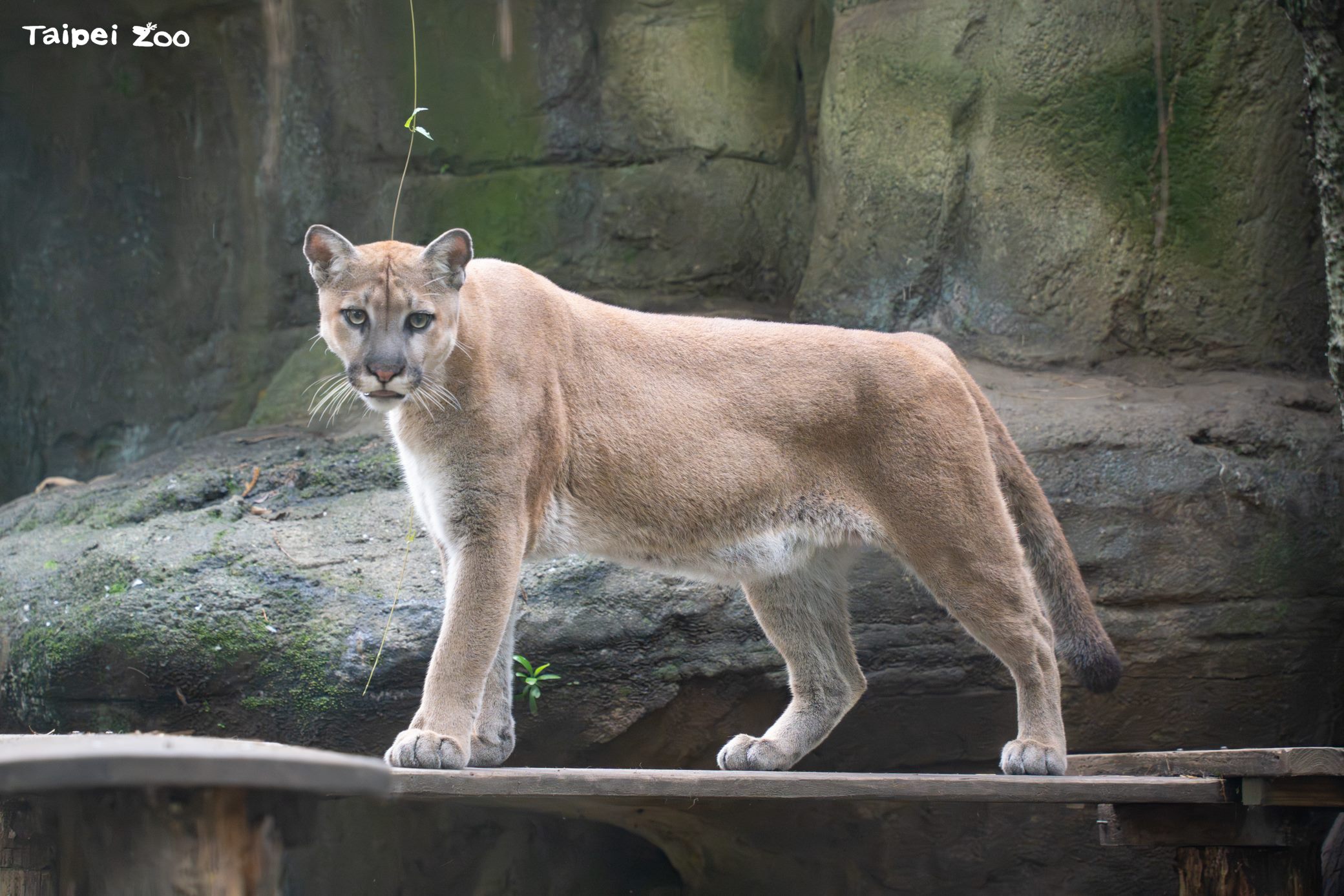 夜之動物園最終章　山獅壓軸、父親節加碼爬蟲解說