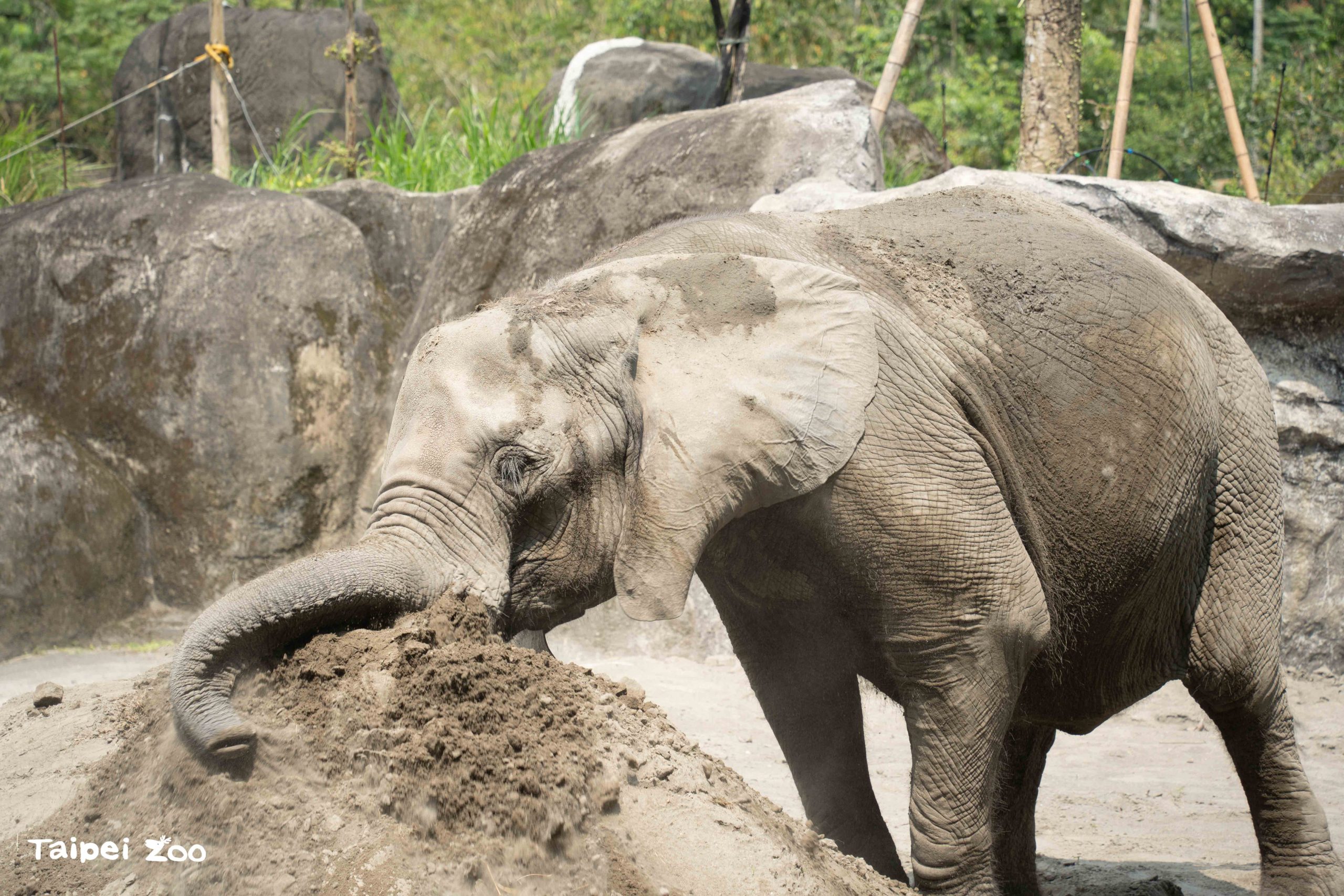 夜間限定!動物園大象開派對 聽故事、看遷徙 錯過再等一年 夜間限定!動物園大象開派對 聽故事、看遷徙 錯過再等一年