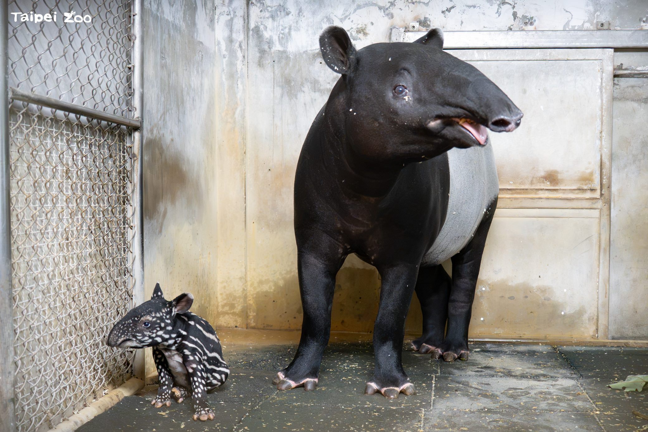 馬來貘家族添新成員！北市動物園Putri產下女寶　8.6公斤萌樣曝光