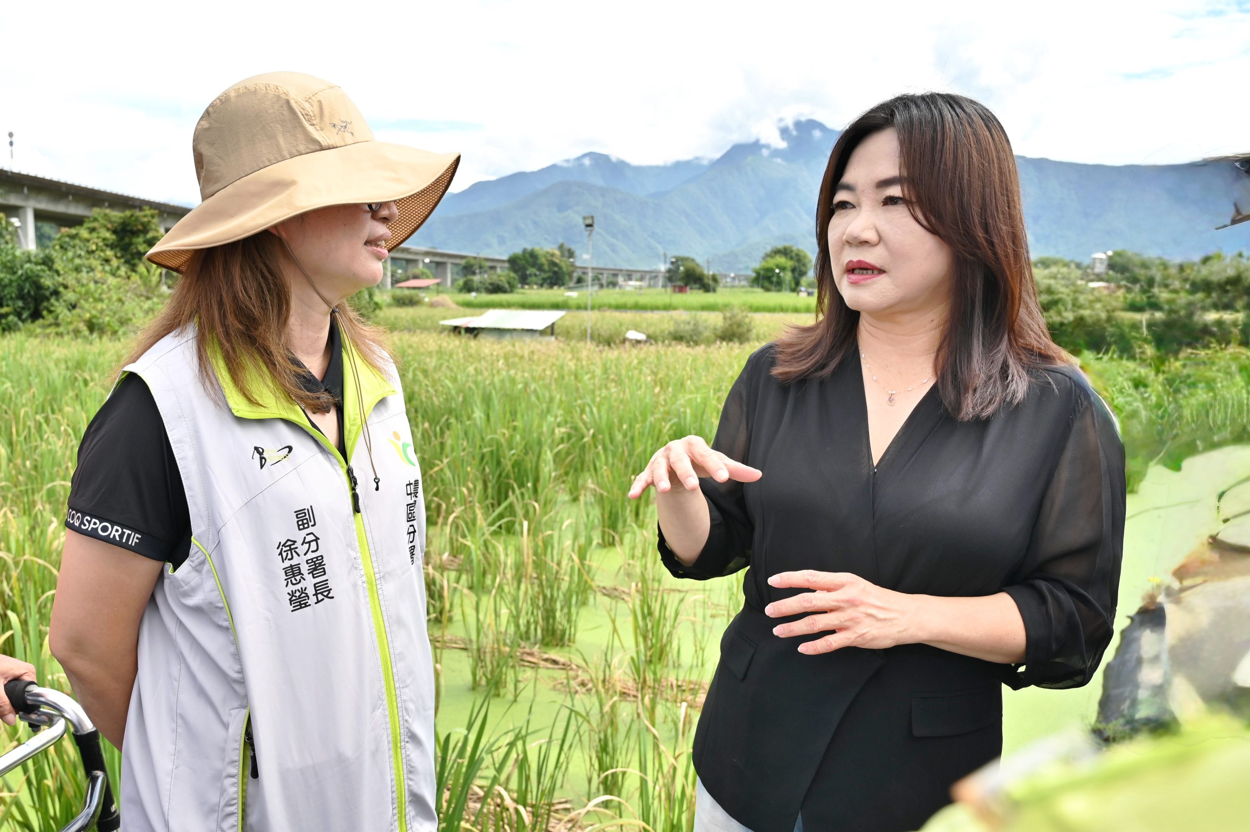 埔里茭白筍「熱」到長不出來！農損慘重　馬文君籲農業部速提救助