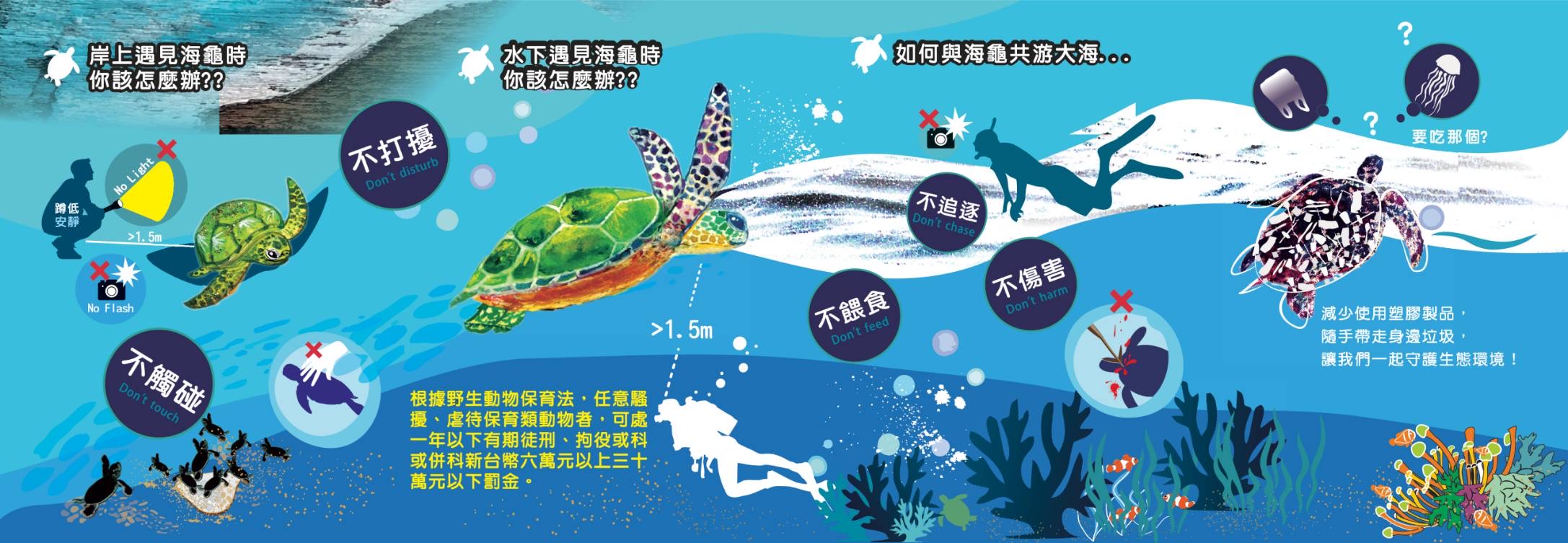 騷擾海洋保育類野生動物為違法行為　海保署呼籲：恪遵「5不原則」以免觸法受罰