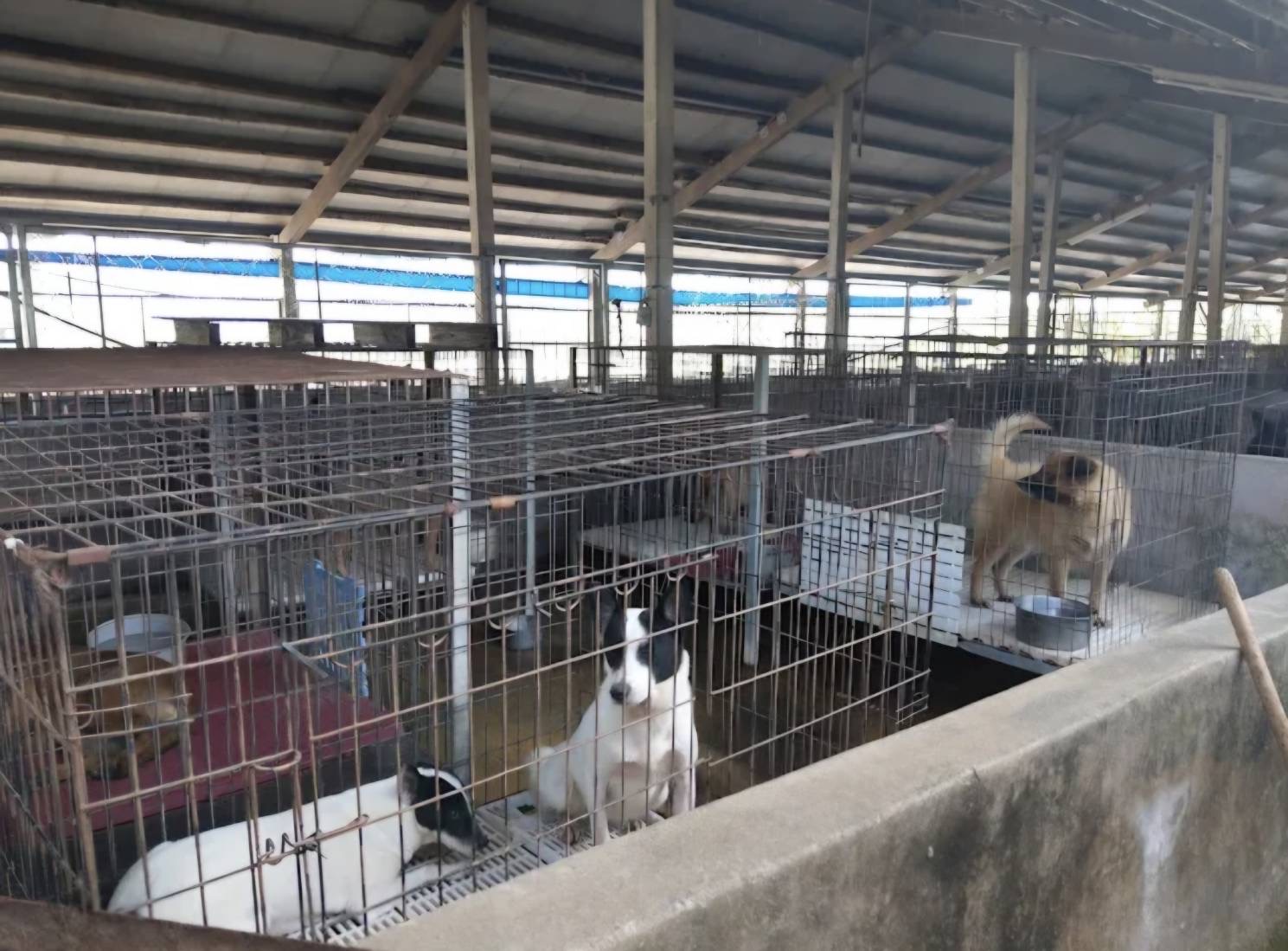 【公益關懷】  連續三年投入流浪動物公益　遠東菁英企研社攜手企業與社團送暖美濃林媽媽狗園