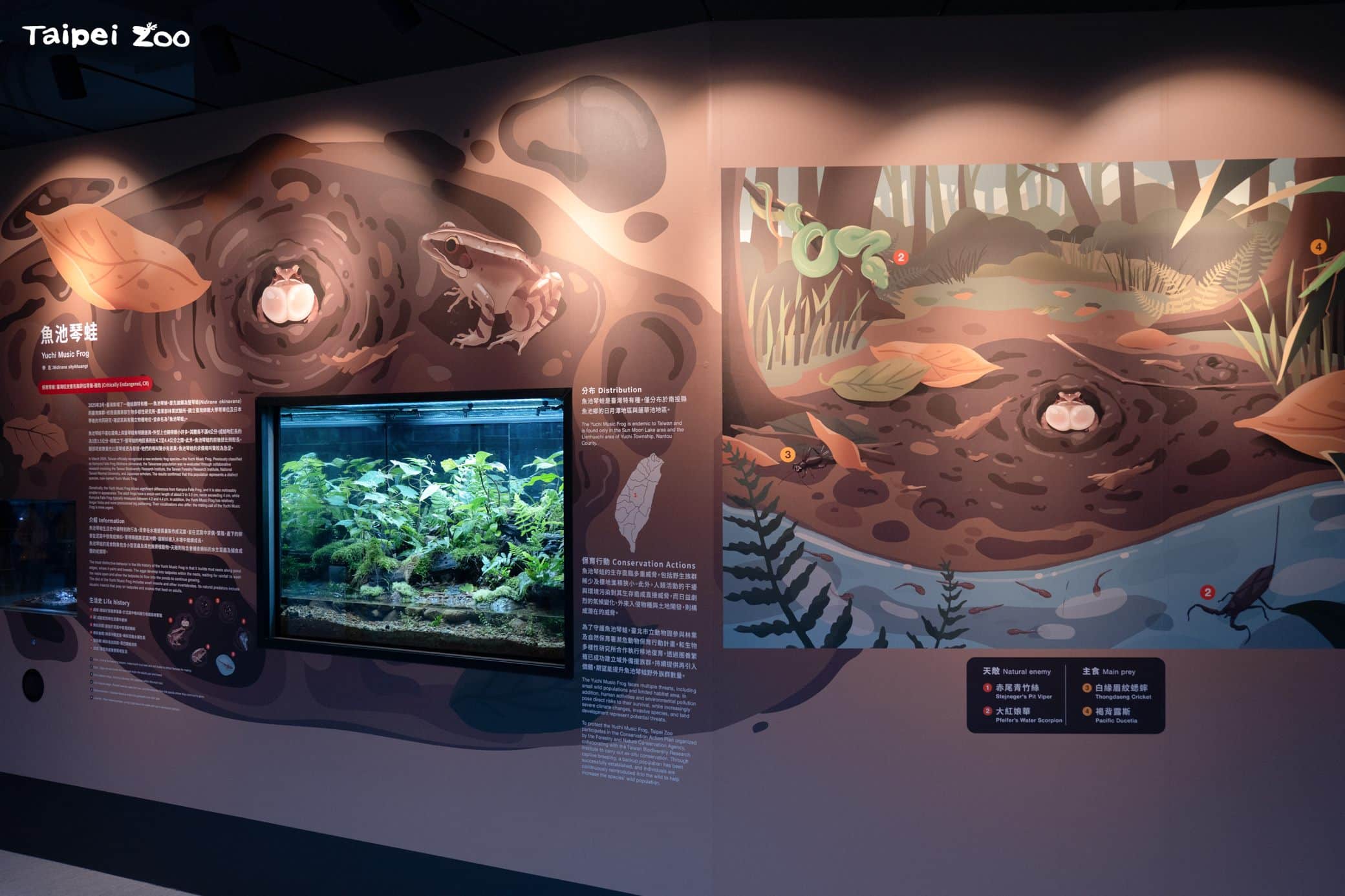 兩棲爬蟲館瀕危特有種魚池琴蛙新展　走進本土蛙類保育故事