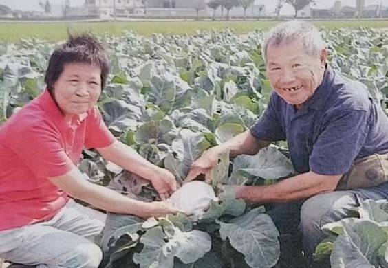 【74歲花椰菜冠軍中風拚復健 AI遊戲助攻盼重返農田】 【74歲花椰菜冠軍中風拚復健 AI遊戲助攻盼重返農田】