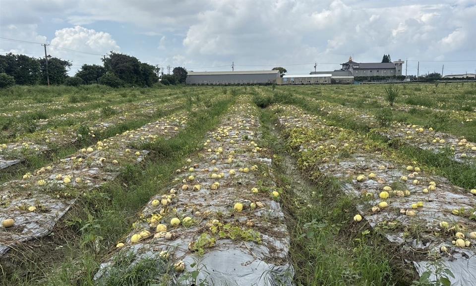 彰化香瓜冬瓜蘿蔔因8月豪雨災損　爭取中央納入天然災害現金救助