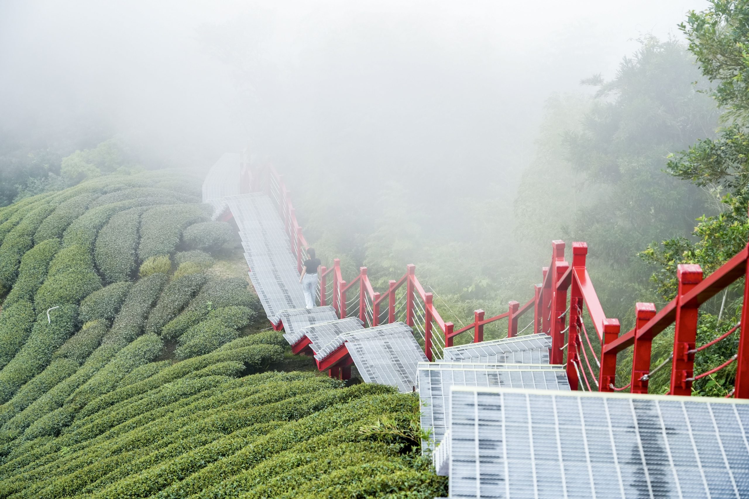 走進茶園稜線賞山景　攻頂嘉義二尖山步道享受山中美食