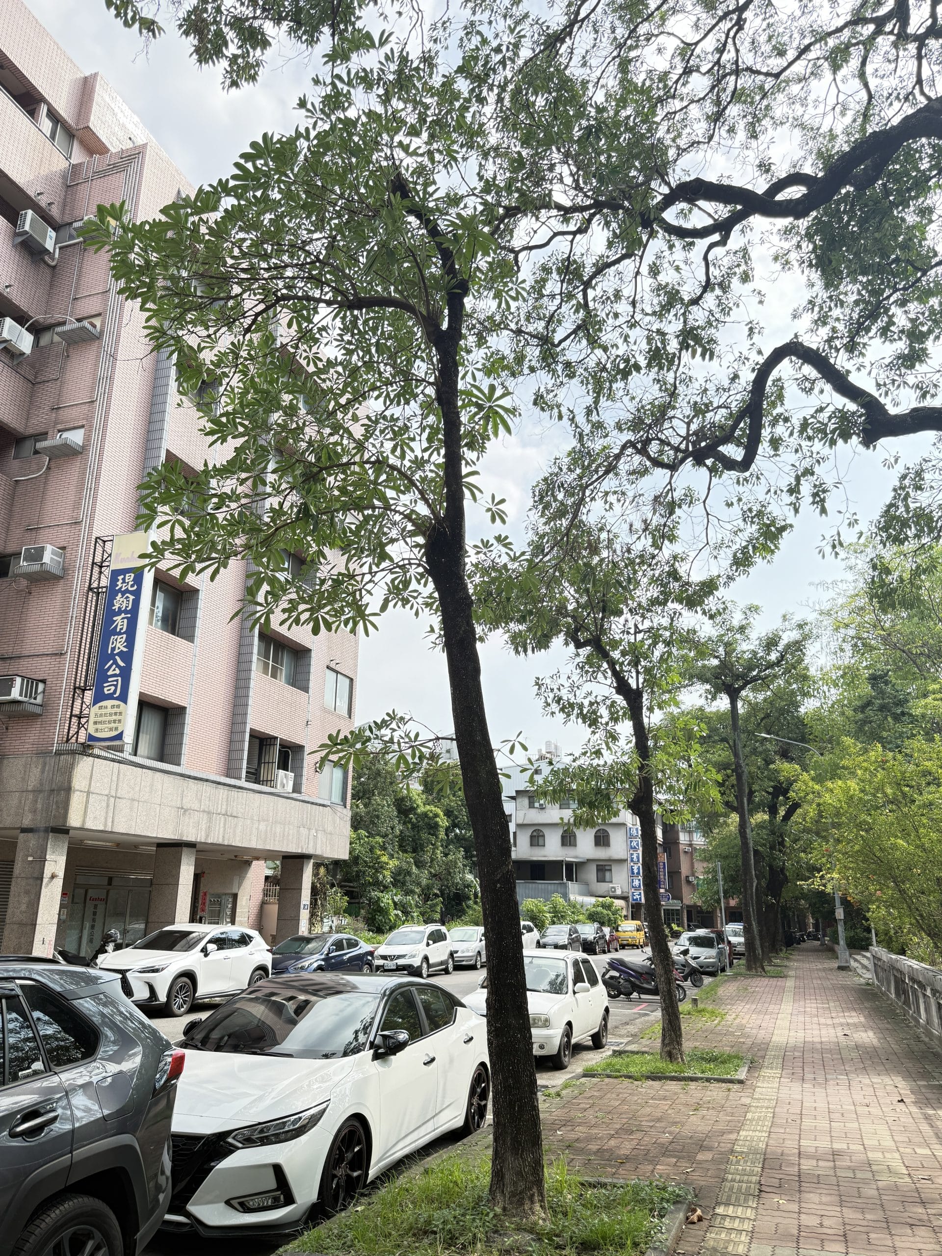 告別危木、迎來綠意！　東區東光園路10/22起換植38株台灣原生櫸木