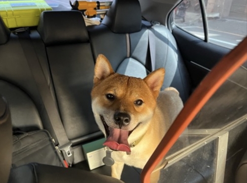 意外發現走失柴犬　警比對項圈順利聯繫飼主領回