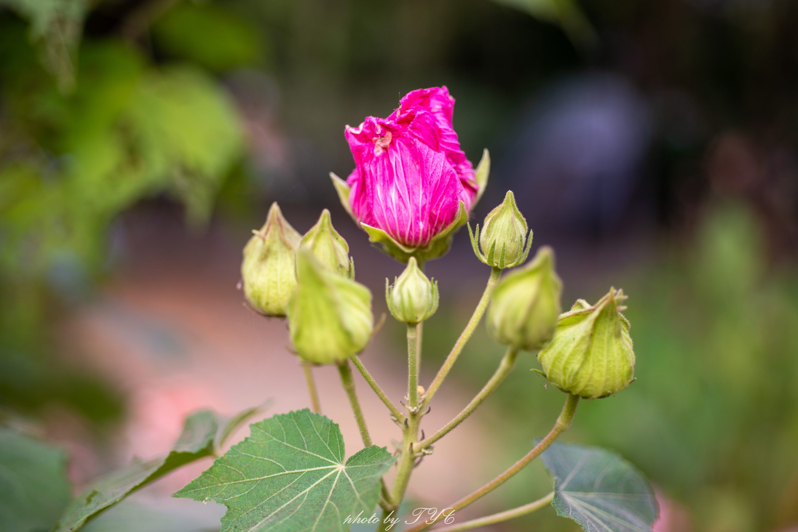 一日三醉山芙蓉　白紛紅顏誘痴人