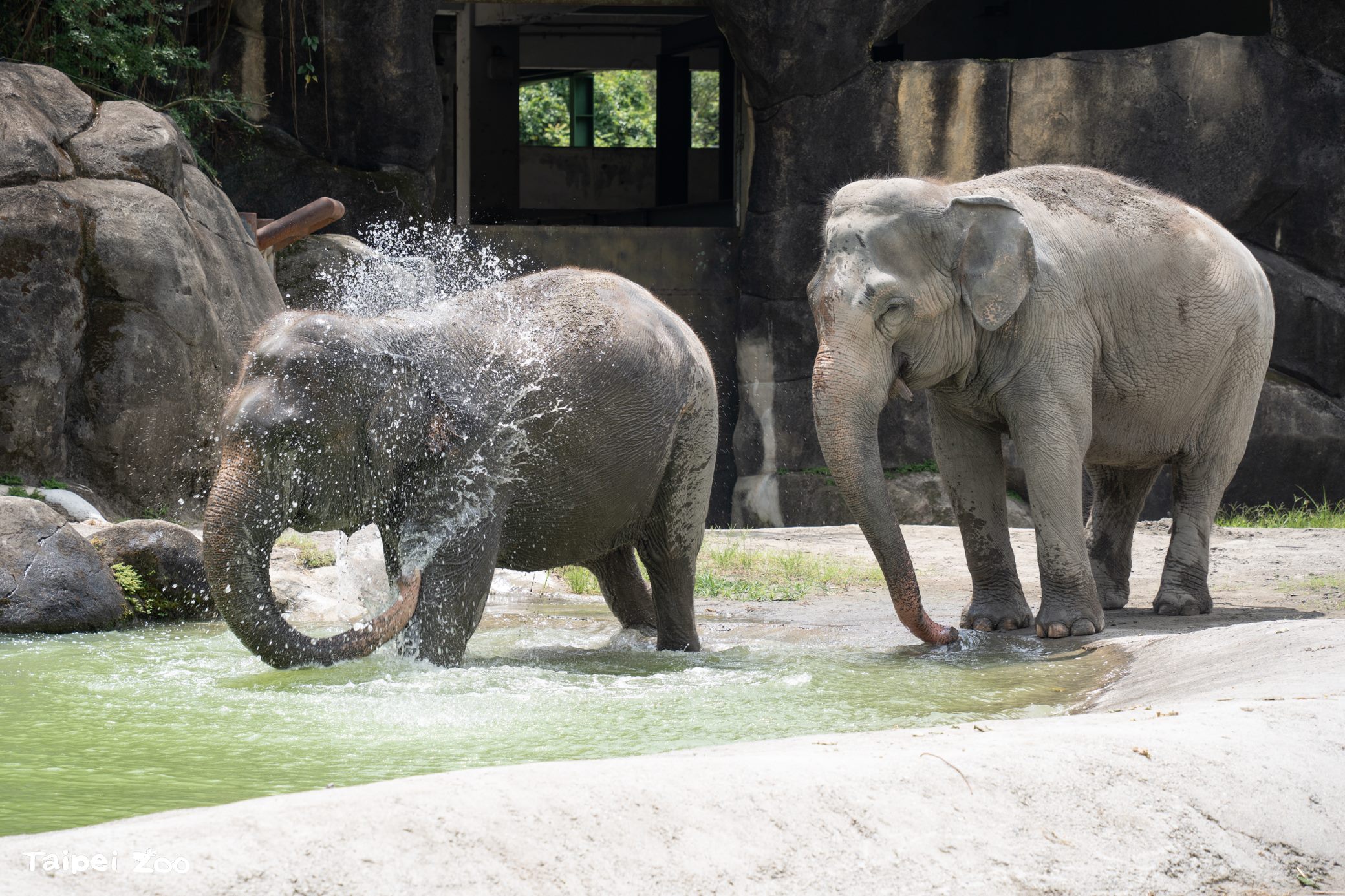 秋老虎發威!動物園動物爽泡水 大象「呼吸管」萌翻