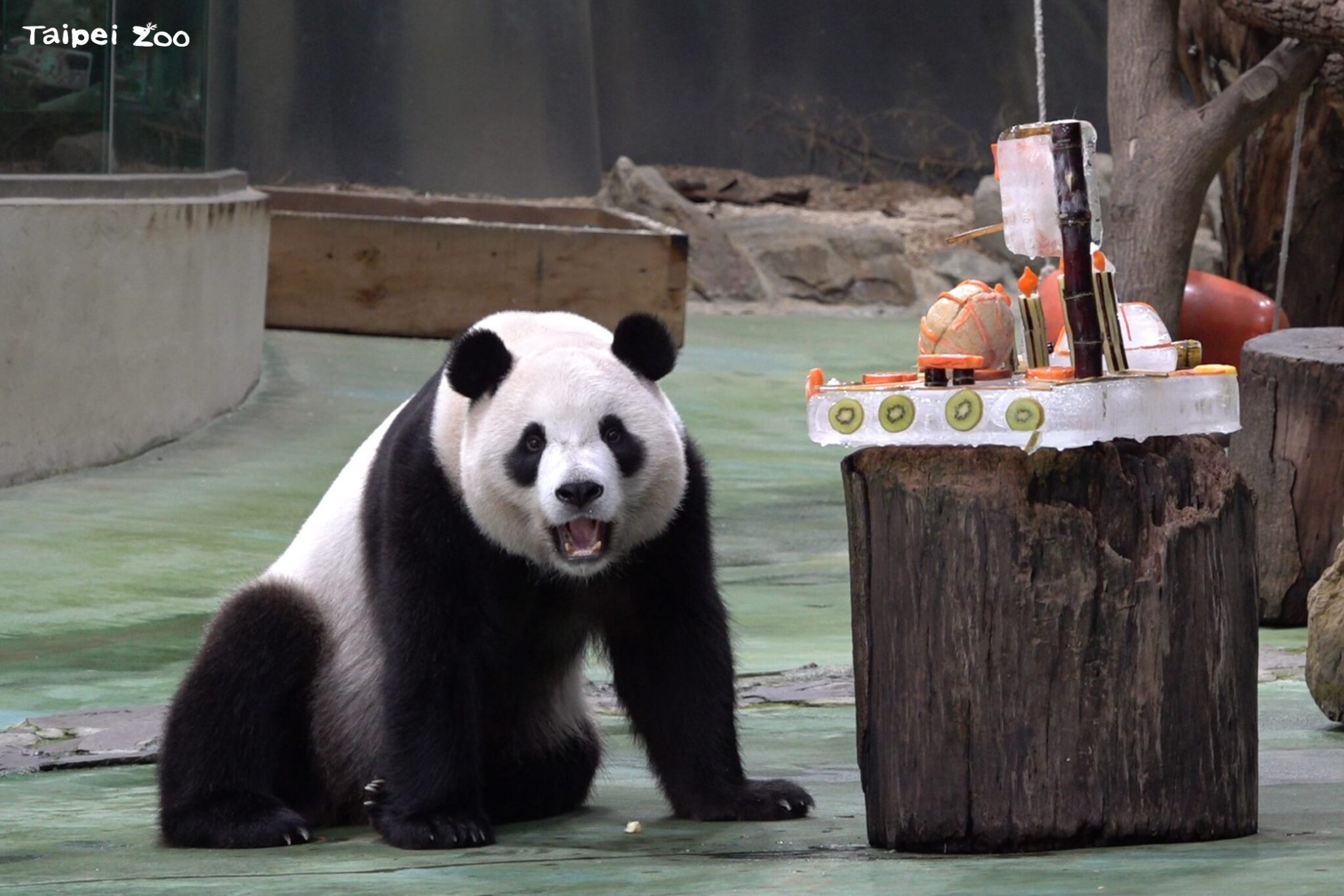 動物園重新開幕　喜迎大貓熊圓寶　慶祝5歲生日FUN暑假