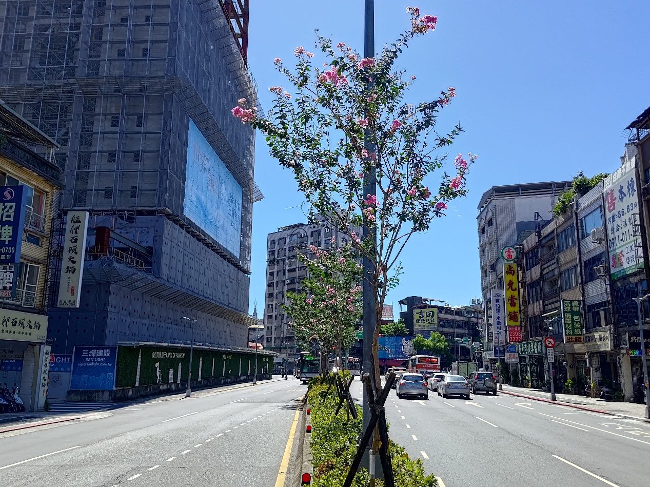 紫薇綻放妝點和平西路　夏日街頭化身繽紛花景大道