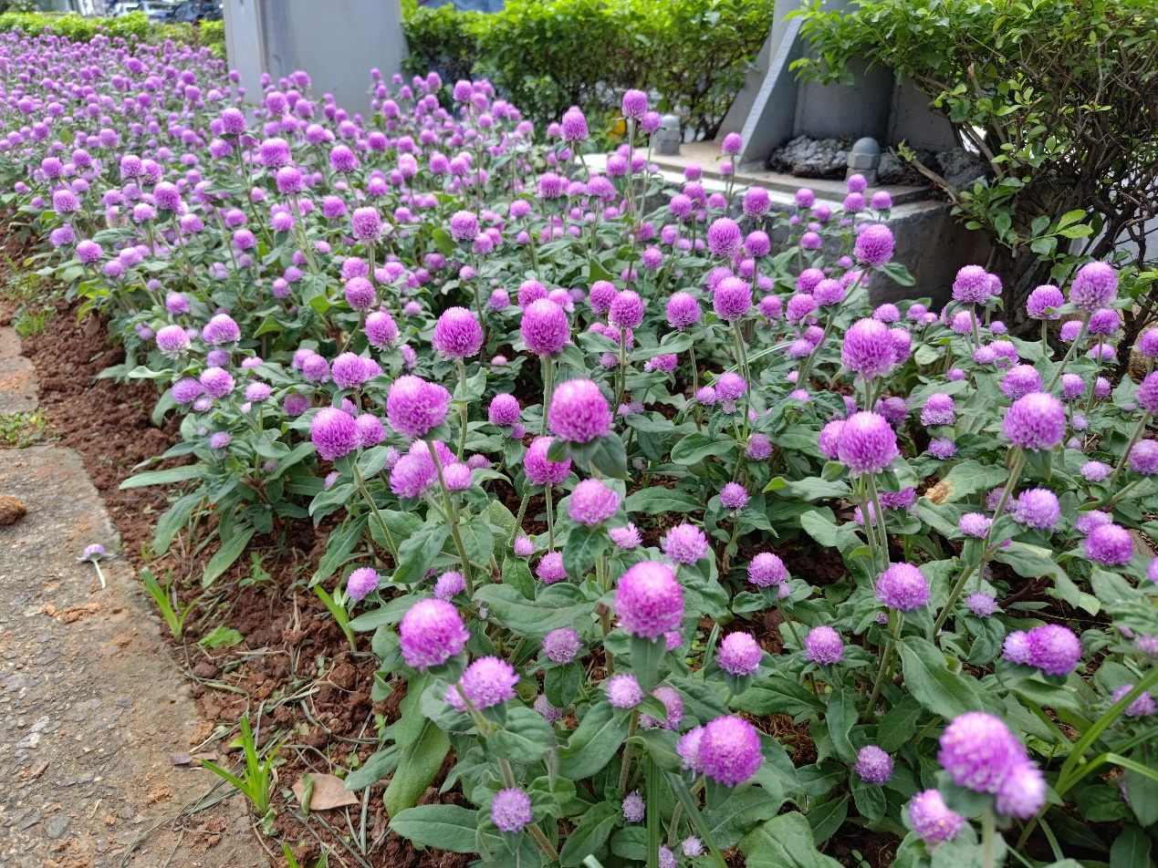小名圓仔花　千日紅遠觀近看兩相宜