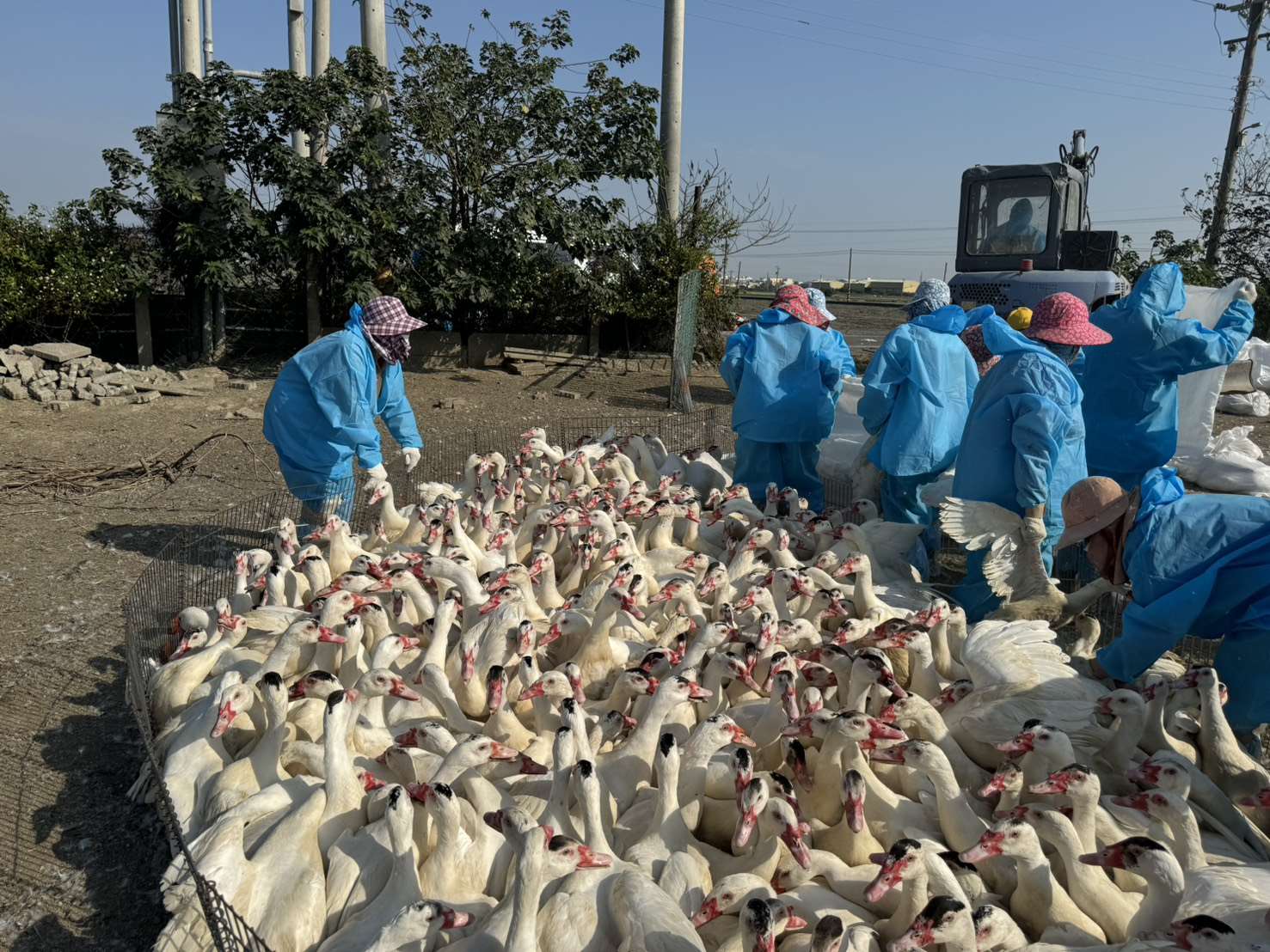 雲林入冬首例禽流感案例　籲「禽」落實生物安全
