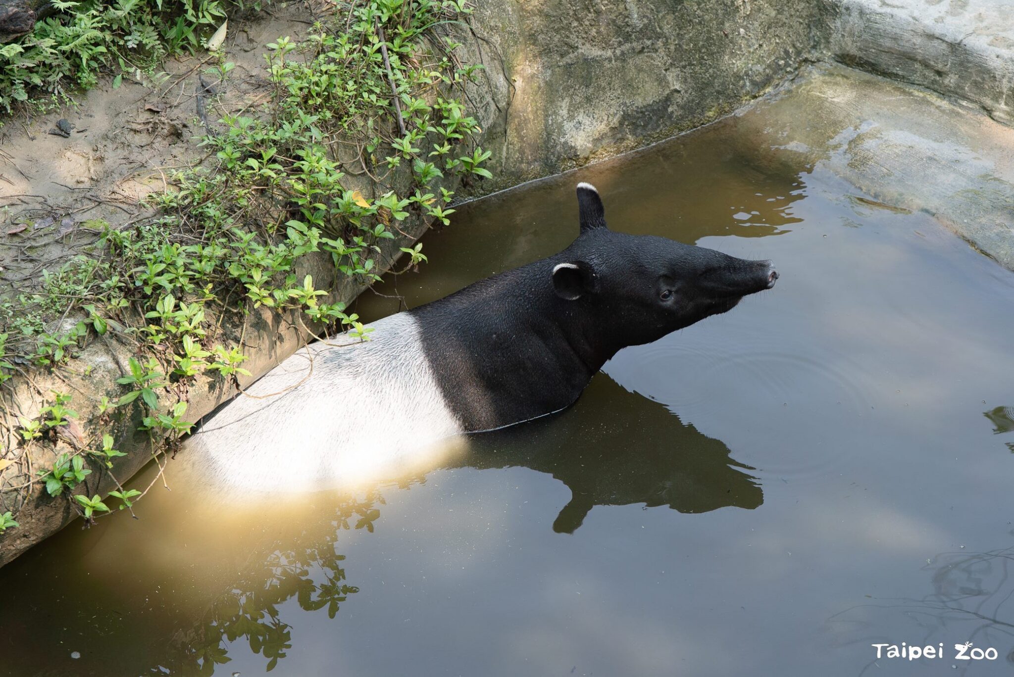 動物園休園10天　動物放暑假泡水納涼笑容滿分