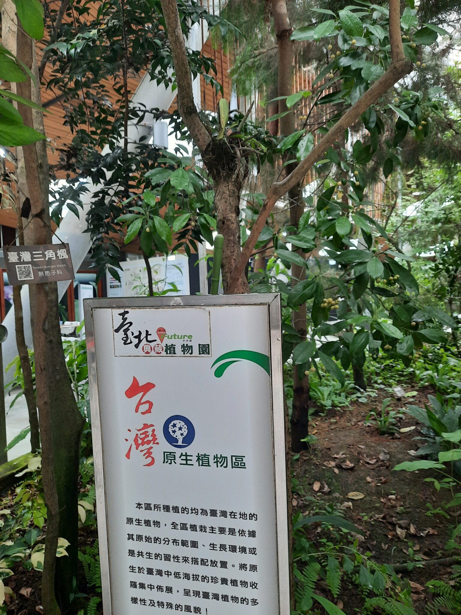 等你來挖寶！臺北典藏植物園降真香結實纍纍