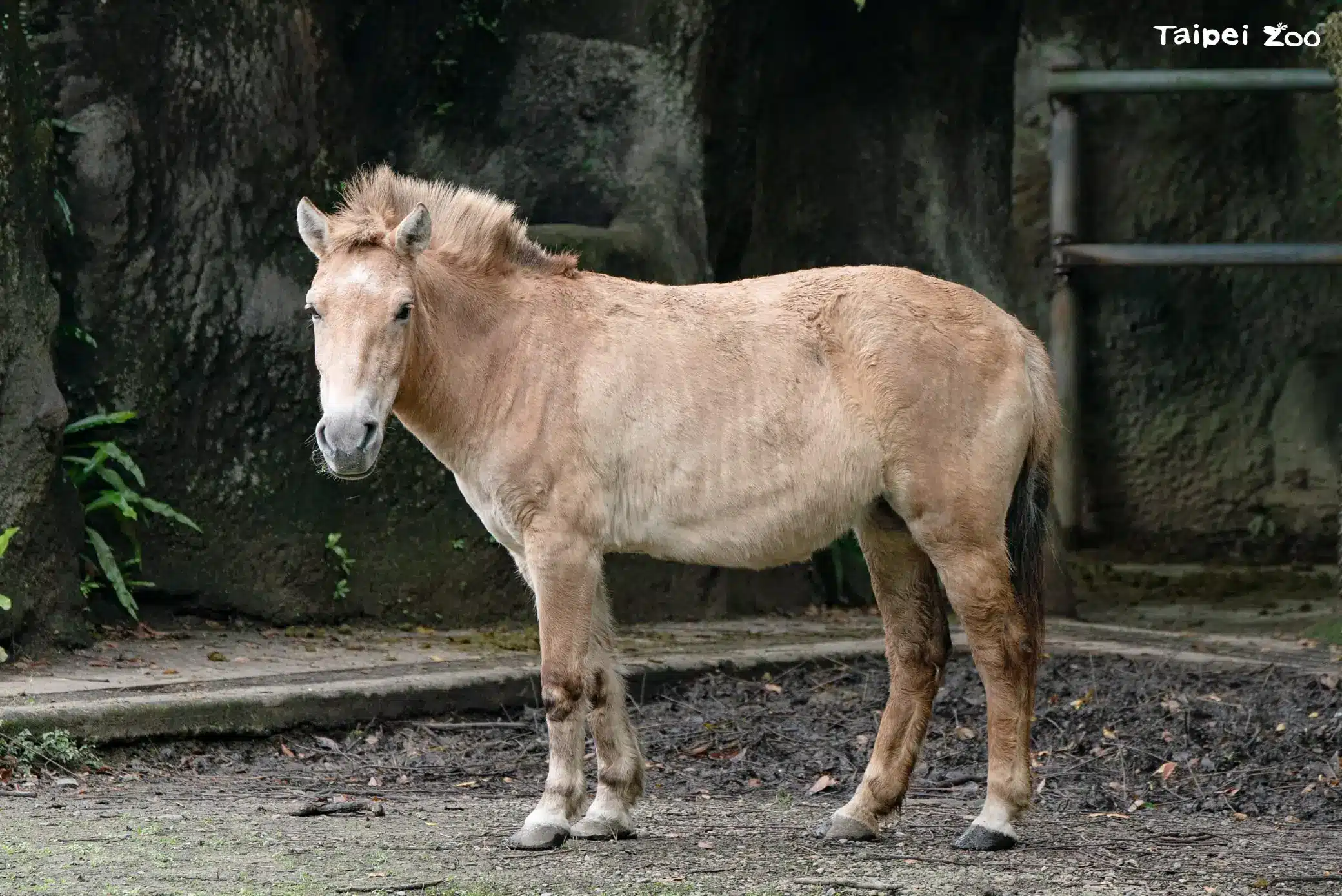 馬年識馬 蒙古野馬的翻轉野外滅絕至復育之路 馬年識馬 蒙古野馬的翻轉野外滅絕至復育之路