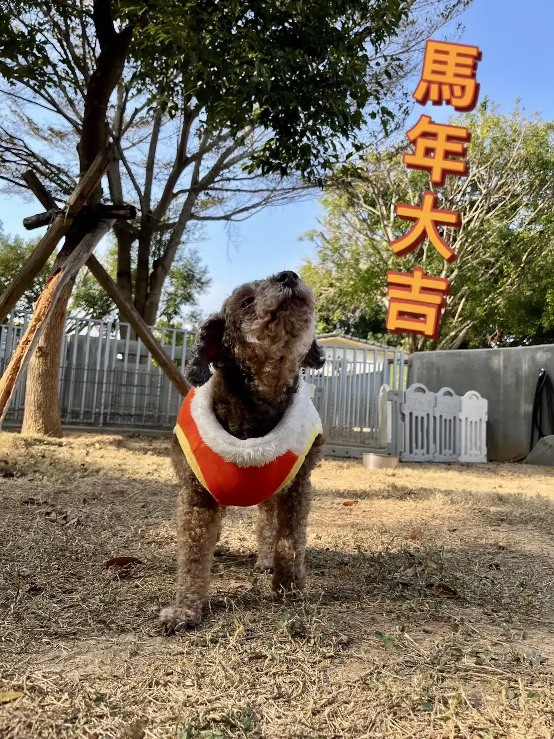 動物之家超暖心！　春節加菜過好年 陪伴一起馬上幸福