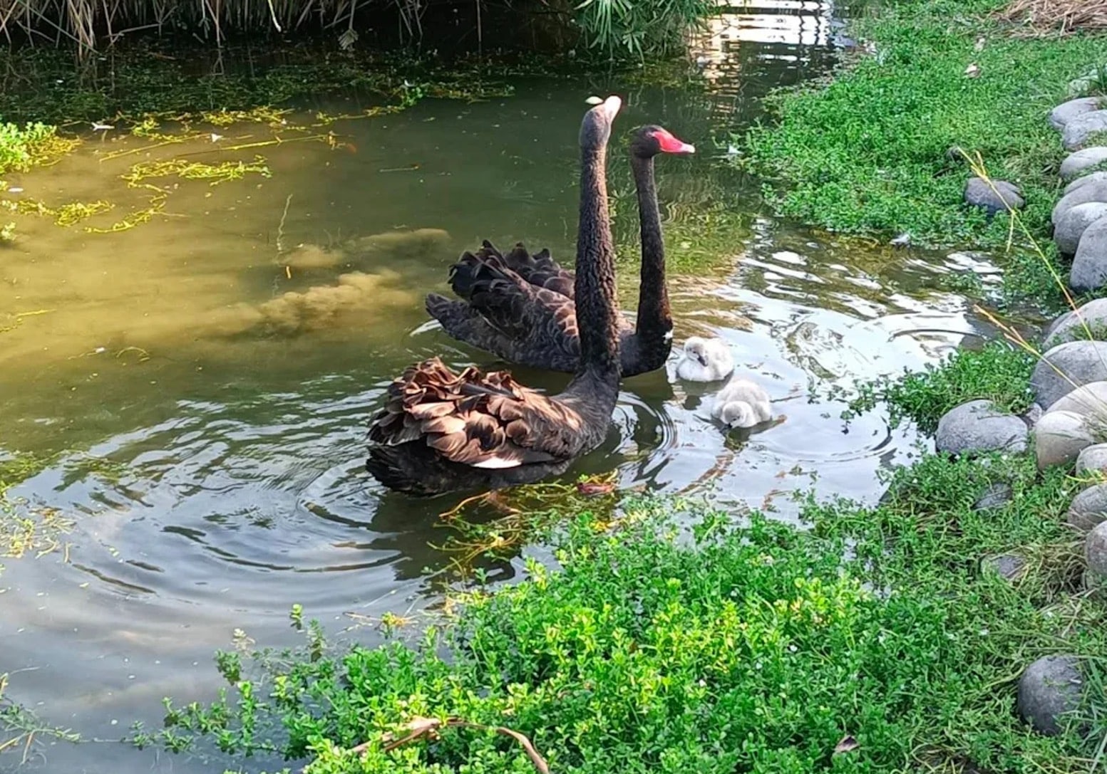 台中后里環保公園蓮花盛開　嬌客黑天鵝神秘登場