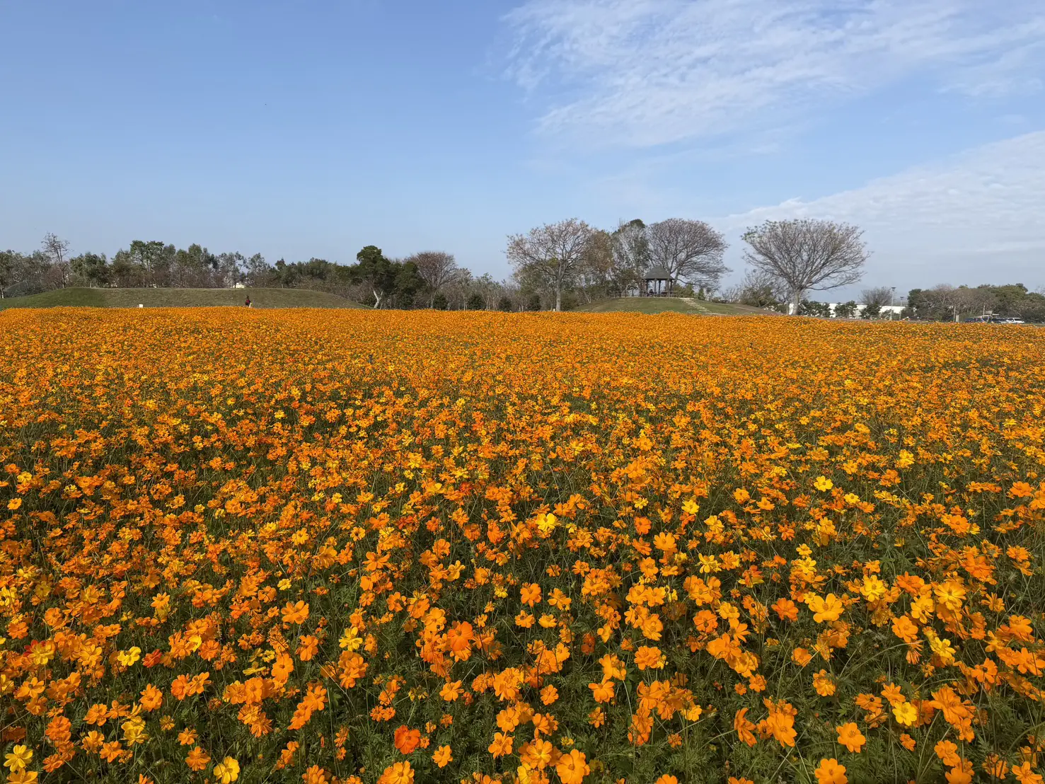 春節賞花首選「后里環保公園」！ 　黃波斯菊、向日葵接力登場 喜迎馬年好去處