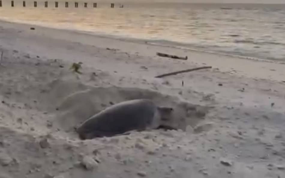 在世界地球日　在太平島遇見海龜正準備產卵