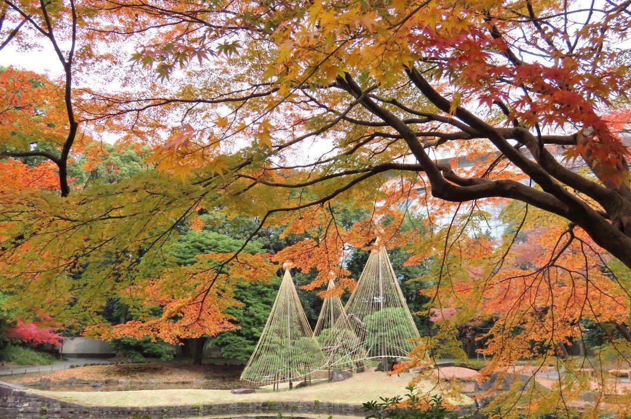 東京人文賞楓三熱點 江戶庭園 高尾山博物館 深大寺等紅葉與文化交織