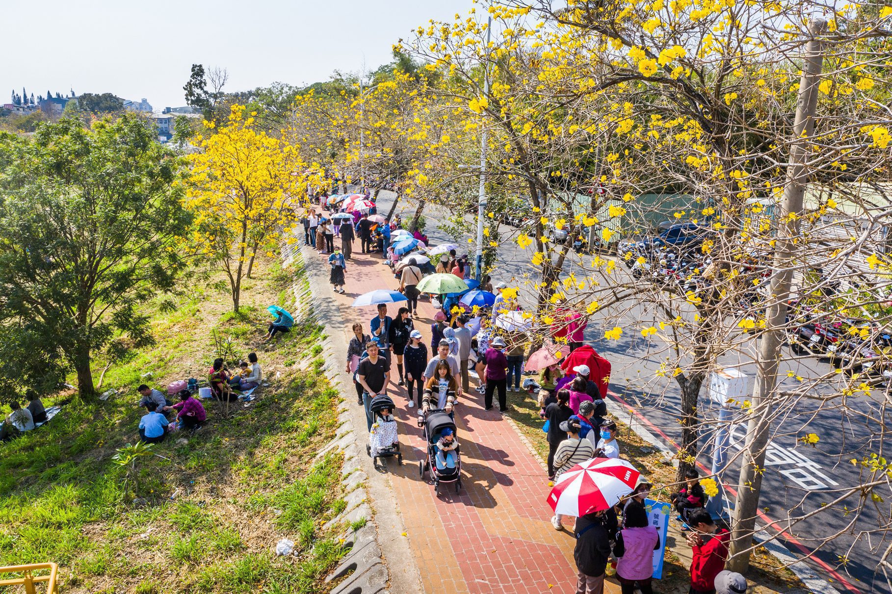 絕美!八掌溪畔賞花遊客爆棚 「潮風鈴」兩天湧入10萬人 絕美!八掌溪畔賞花遊客爆棚 「潮風鈴」兩天湧入10萬人