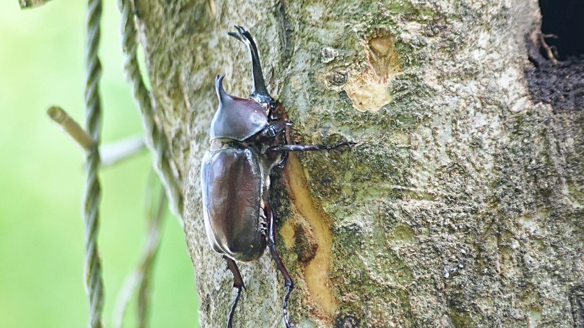 頂庄獨角仙秘境 「獨嘉」推薦 生態饗宴親子共遊 頂庄獨角仙秘境 「獨嘉」推薦 生態饗宴親子共遊