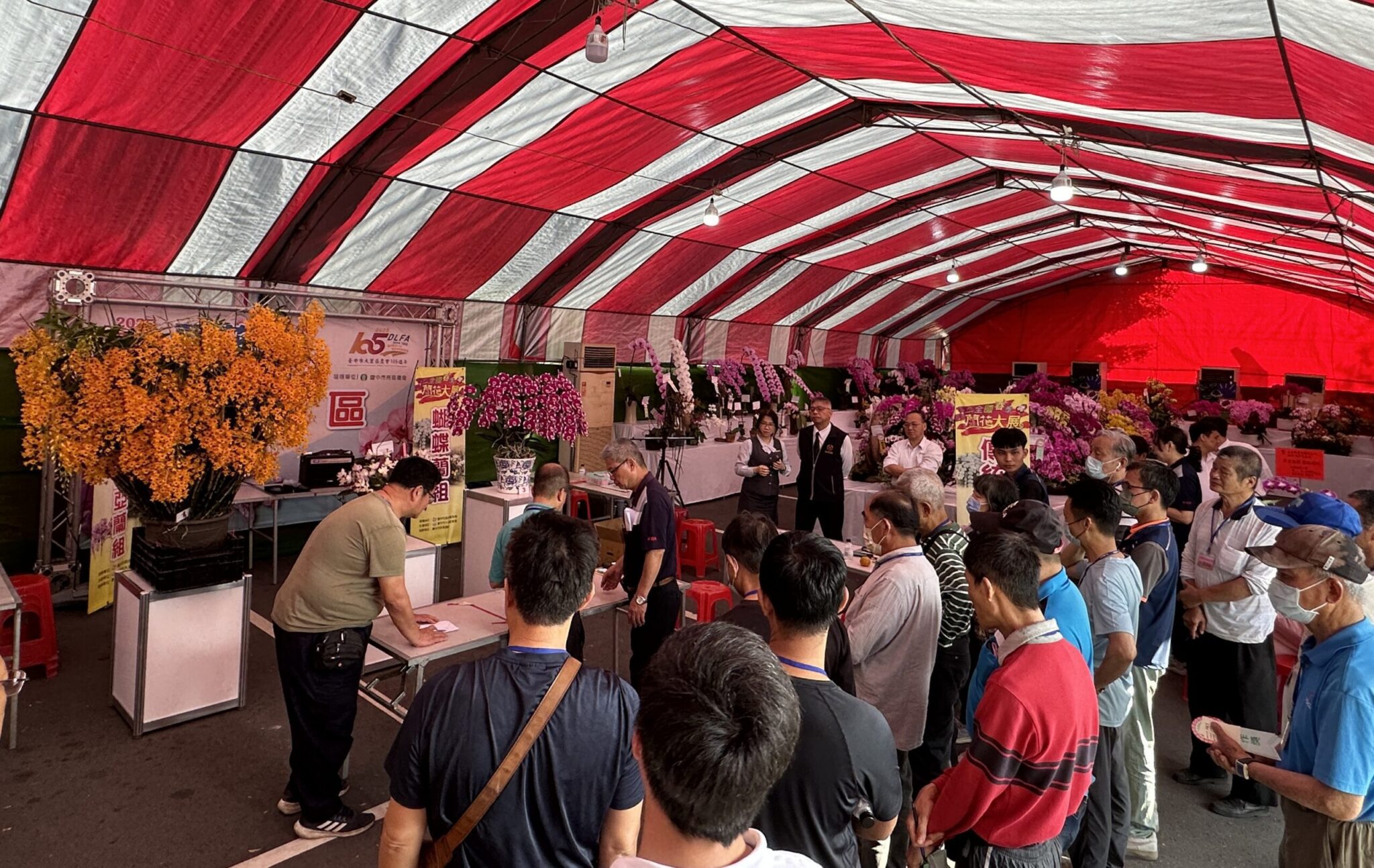 台灣蘭花揚名海外 　2025春季蘭花評鑑競賽由何國芳勇奪全場總冠軍